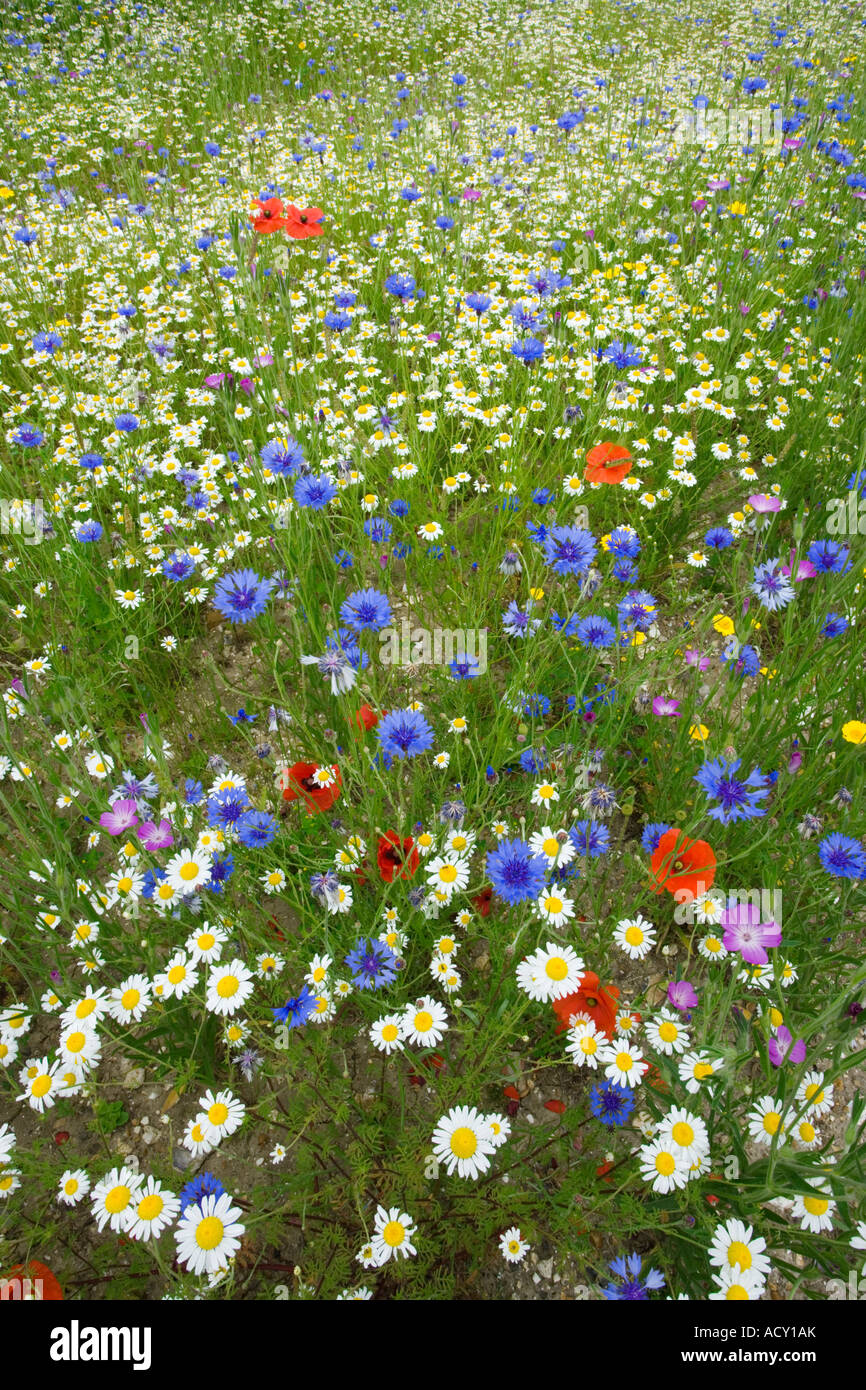 Meadow of annuals including Poppy, Cornflower, Corncockle, Corn Marigold and other Composites Stock Photo