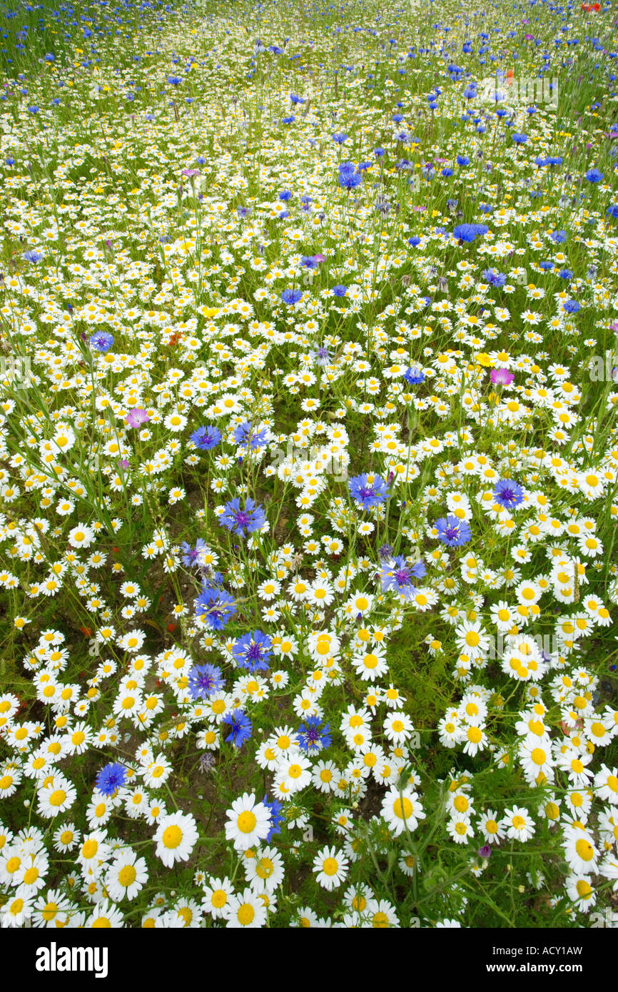Meadow of annuals including Cornflower, Corncockle, Corn Marigold and other Composites Stock Photo