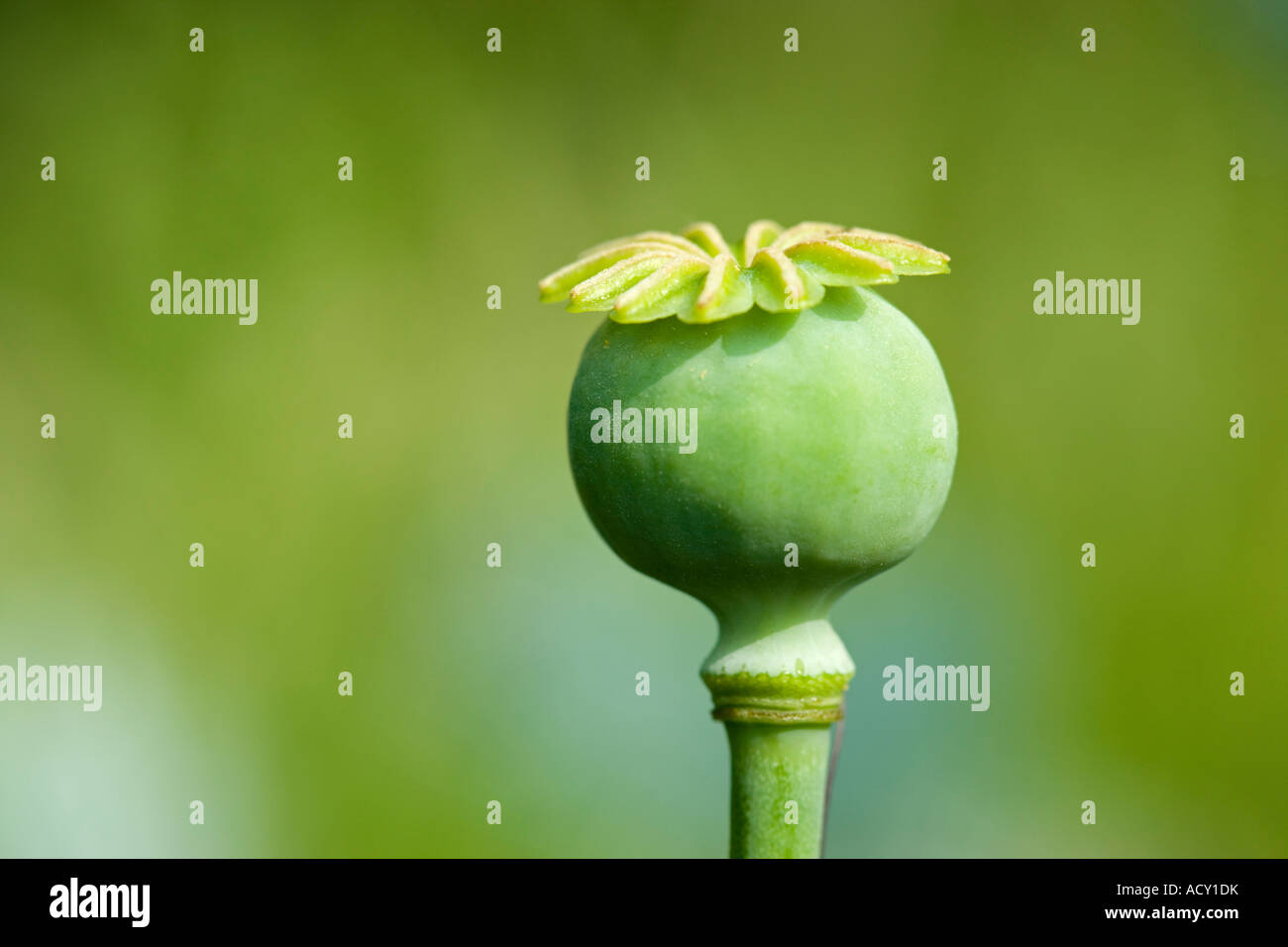 Opium poppy Papaver somniferum seed capsule Stock Photo - Alamy