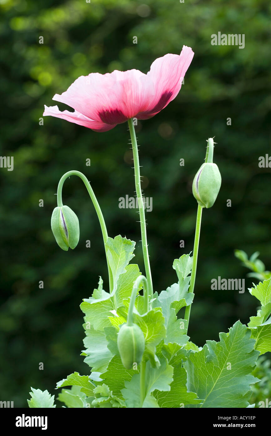 Opium poppy Papaver somniferum, flower and buds Stock Photo - Alamy