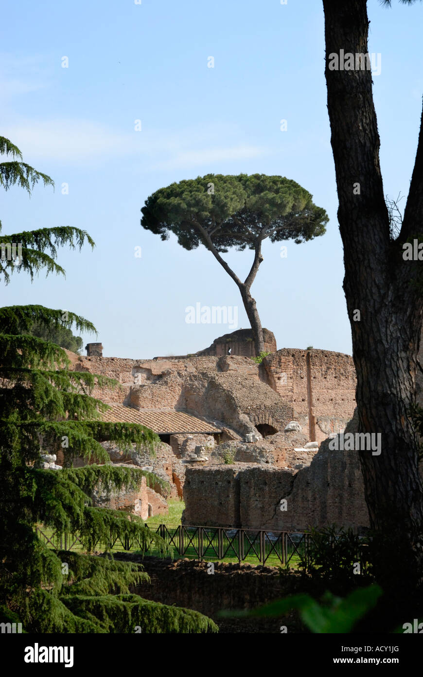 Trees oner ruins in the Palatino, Palatine, Rome The Stone Pine (Pinus pinea; family Pinaceae) is a species of pine native of southern Europe Stock Photo