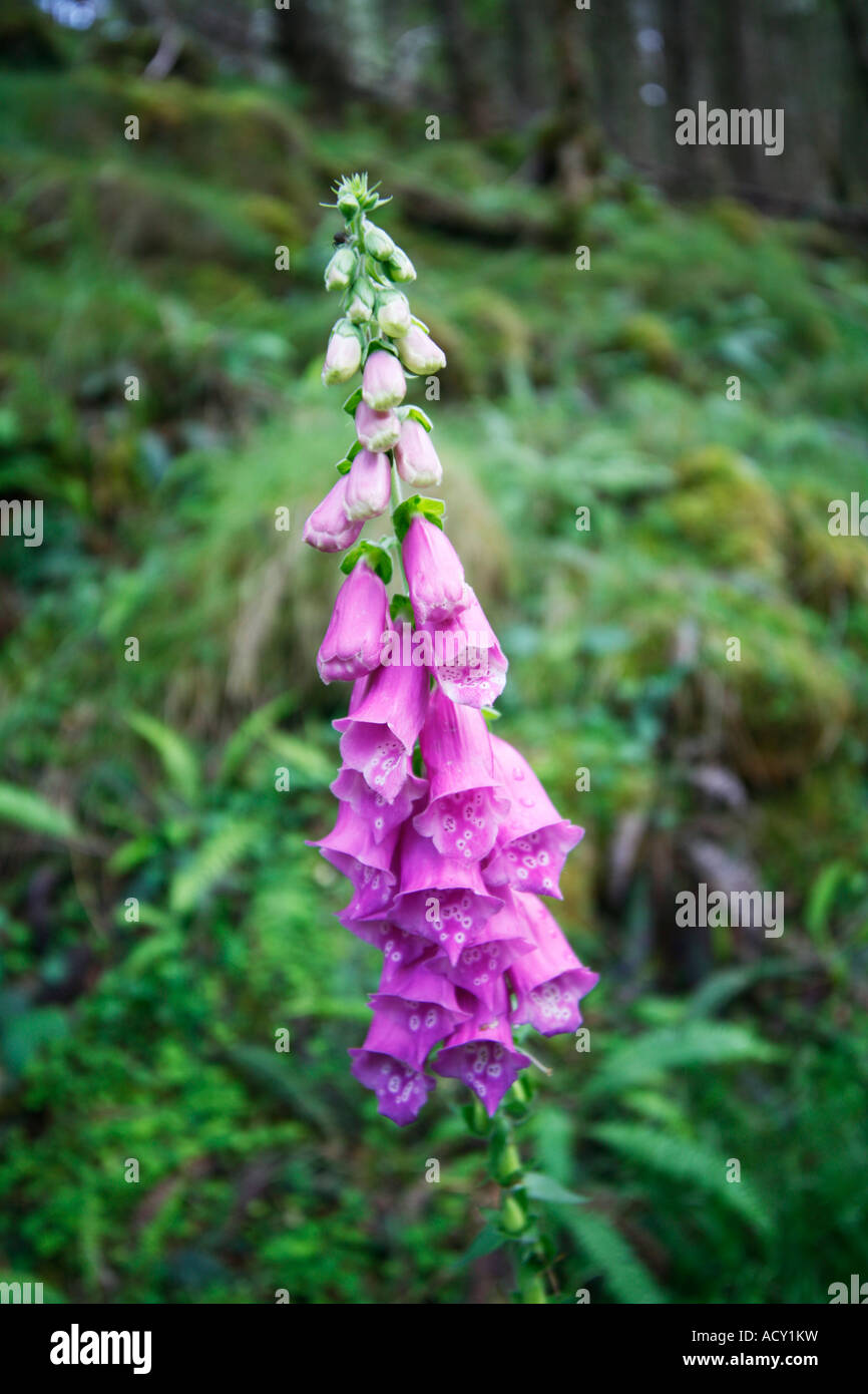 Foxglove digitalis purpurea scrophulariaceae family growing in