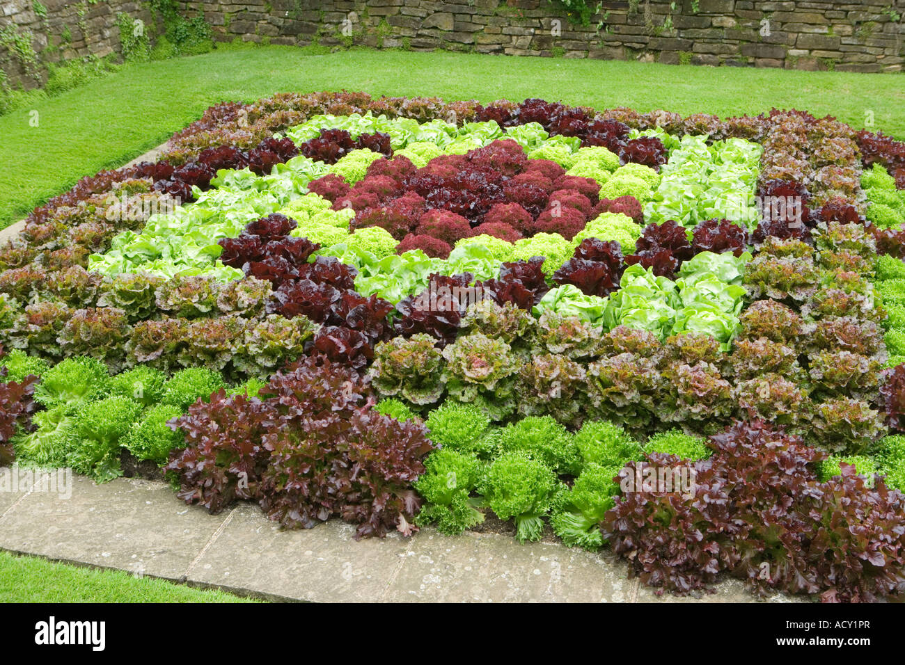 Carpet bedding comprised of varieties of lettuce, Wisley Garden, Surrey