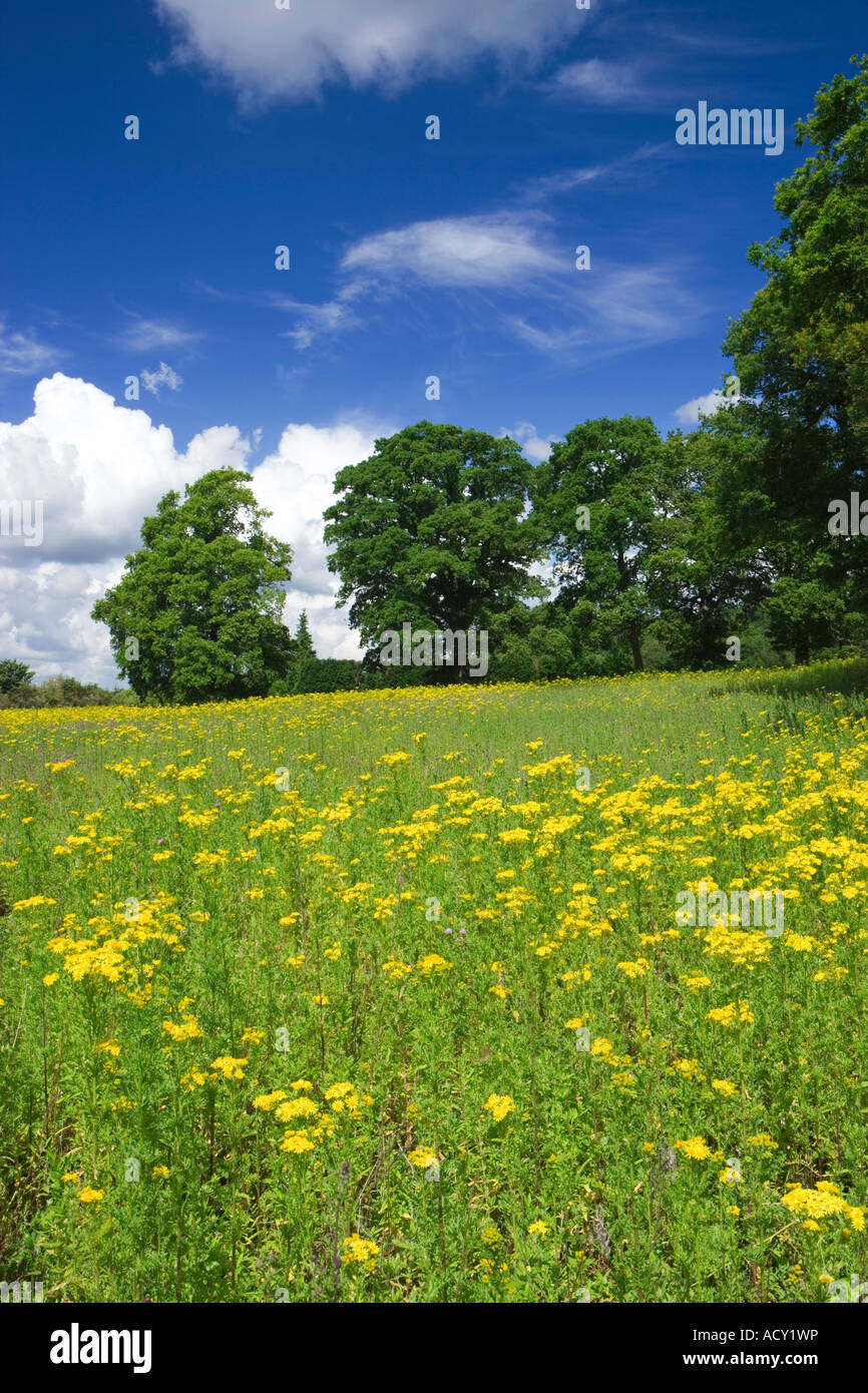 Field with ragwort Senecio jacobaea. Surrey UK Stock Photo - Alamy