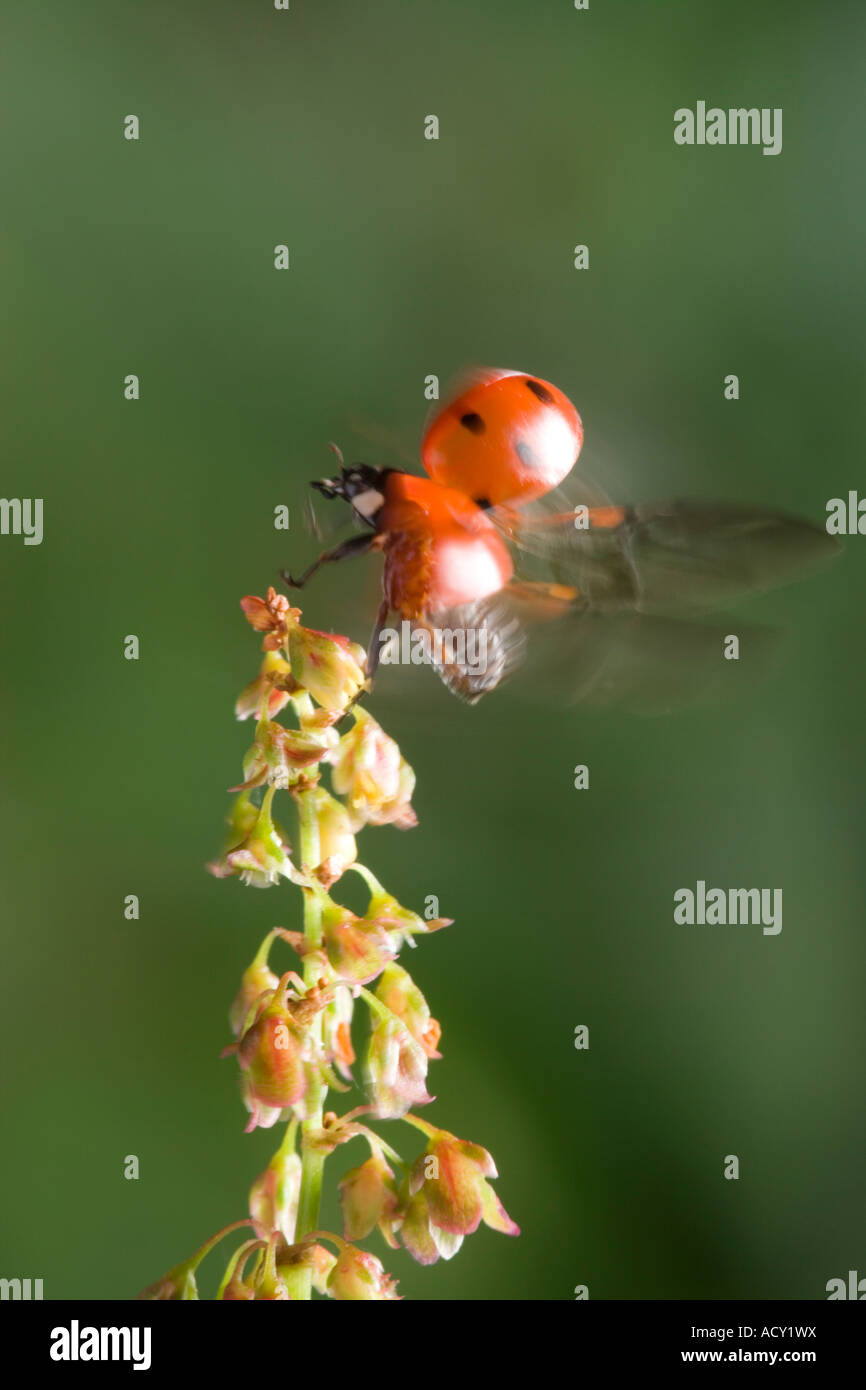Seven Spot Ladybird Coccinella 7-punctata taking off from dock. Part of sequence of 3 showing takeoff Stock Photo