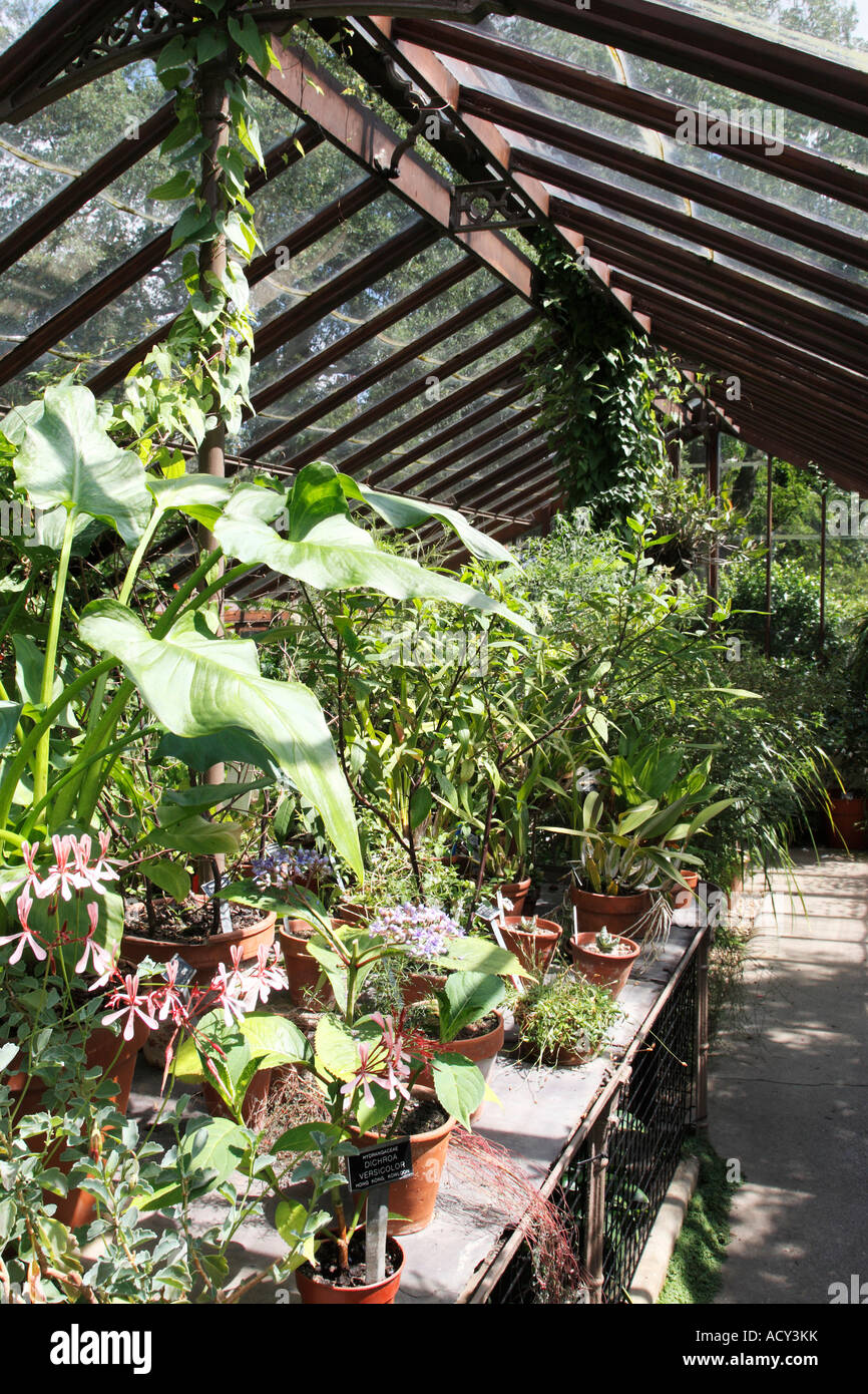 view inside a glasshouse Stock Photo Alamy