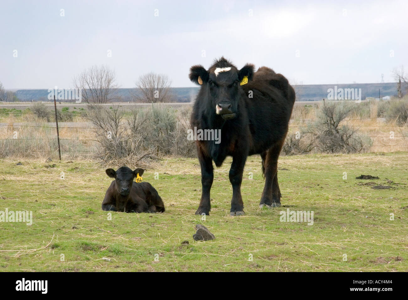 Black cow with it's calf in a field, Idaho Stock Photo - Alamy
