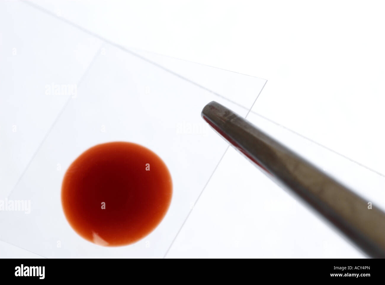 Microscope slide, forceps, cover slip with blood sample isolated on