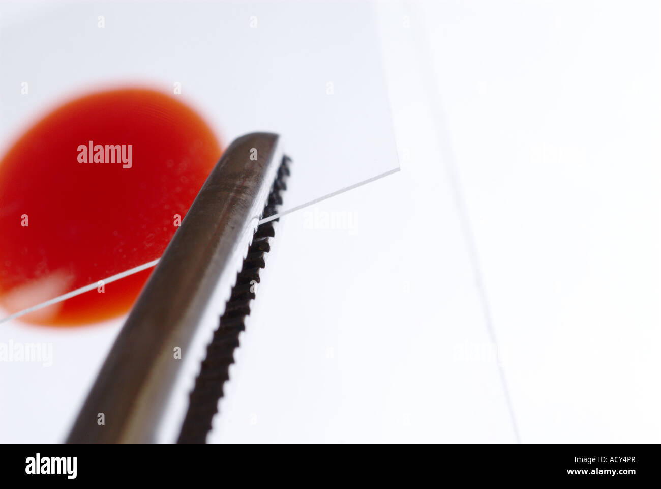 Microscope slide, forceps, cover slip with blood sample isolated on