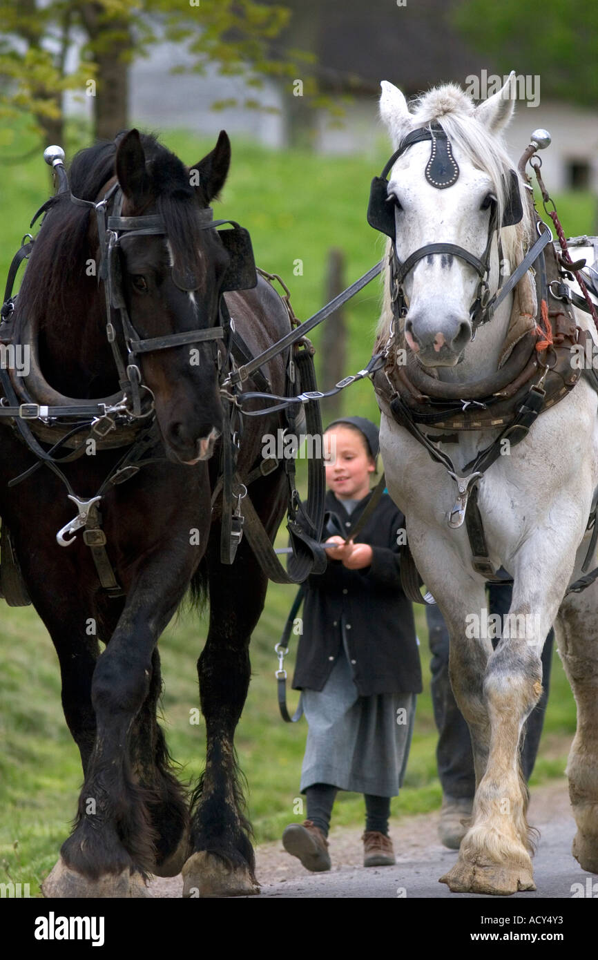Work horse and amish girl near Berlin, Ohio. Stock Photo