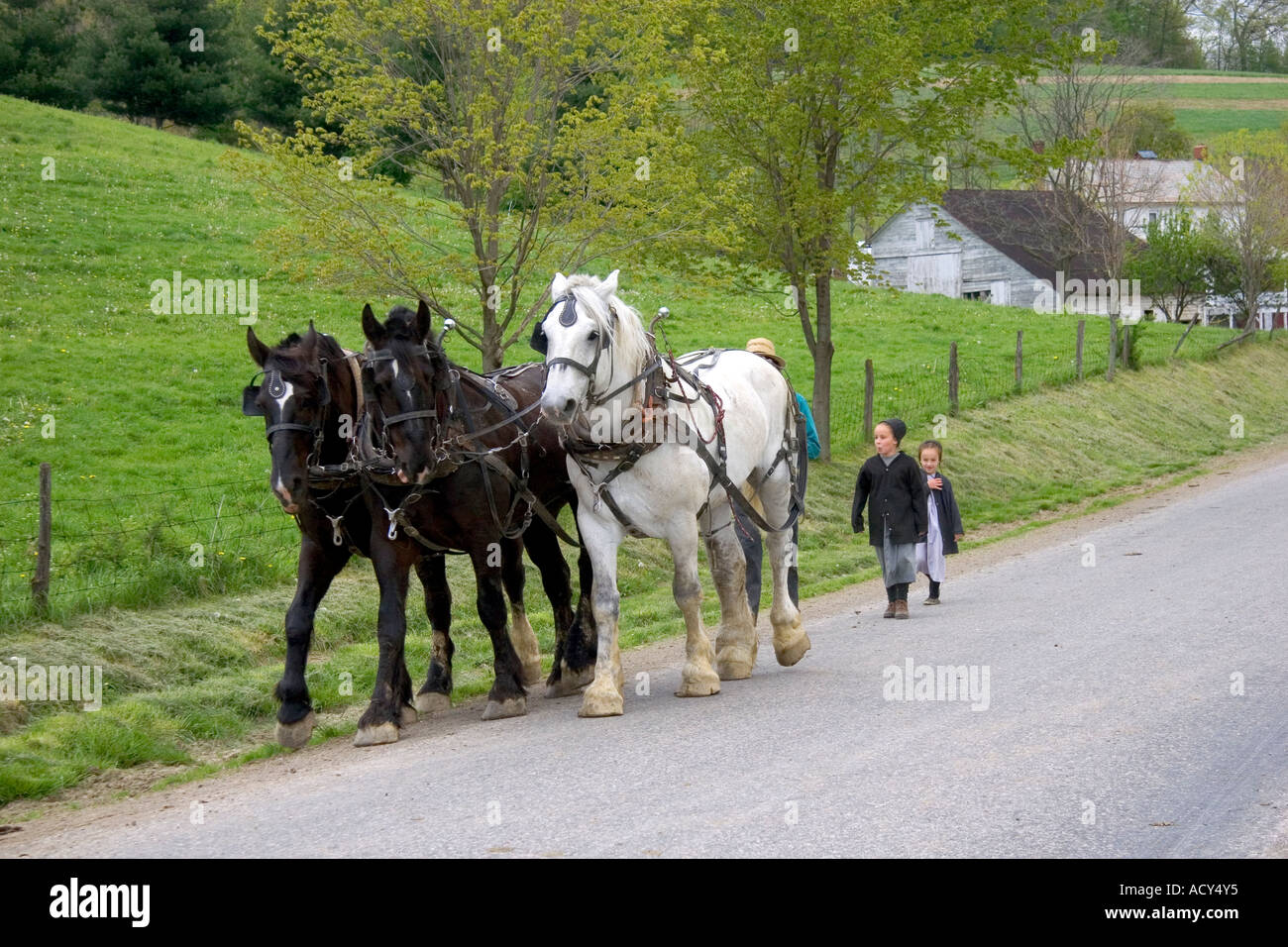Work horse and amish girls near Berlin, Ohio. Stock Photo