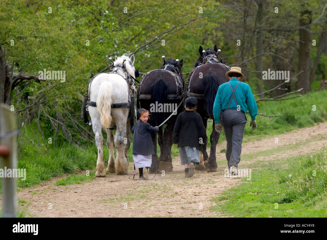 Amish father and daughters with a team of horses near Berlin, Ohio. Stock Photo