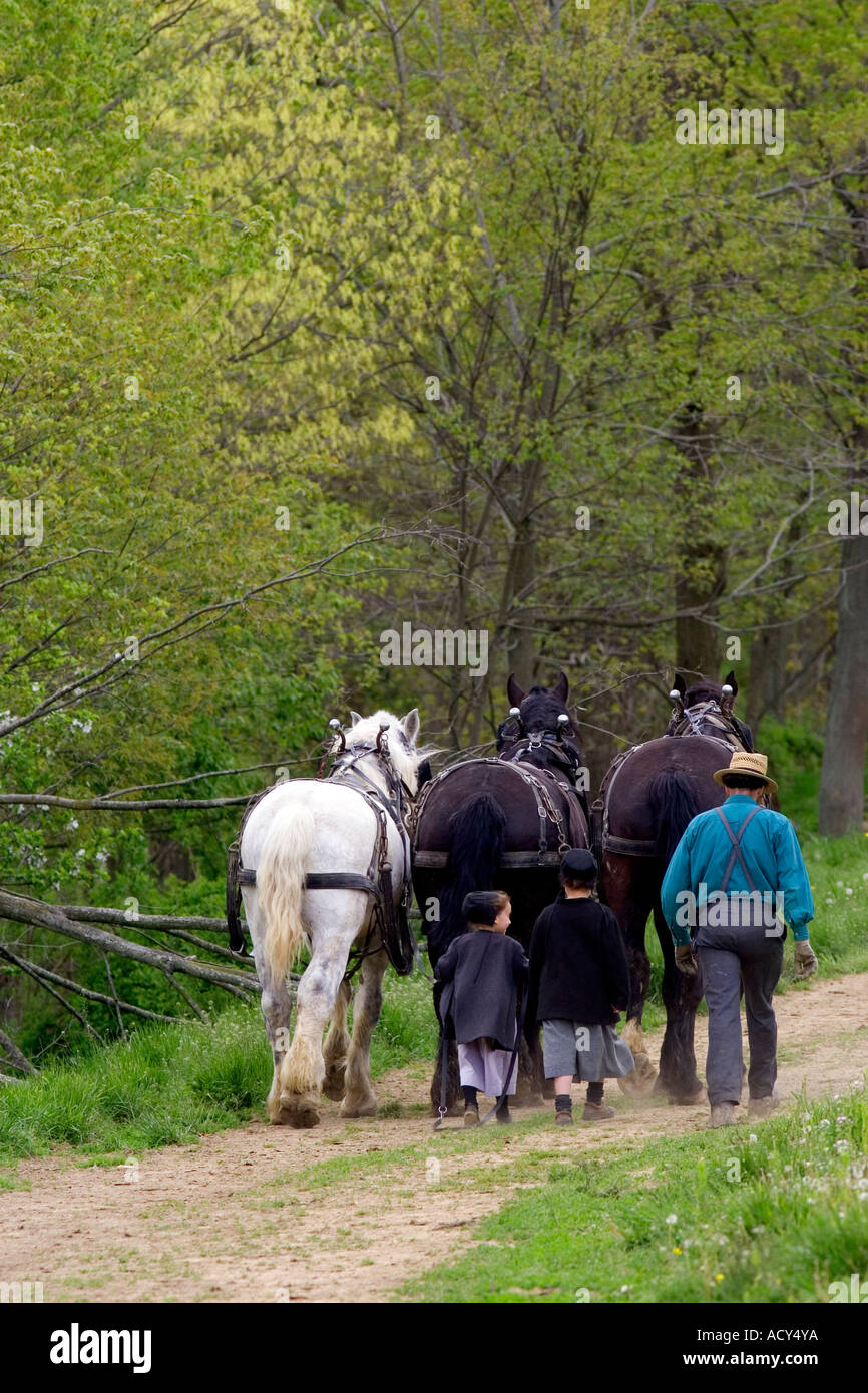 Amish father and daughters with a team of horses near Berlin, Ohio. Stock Photo