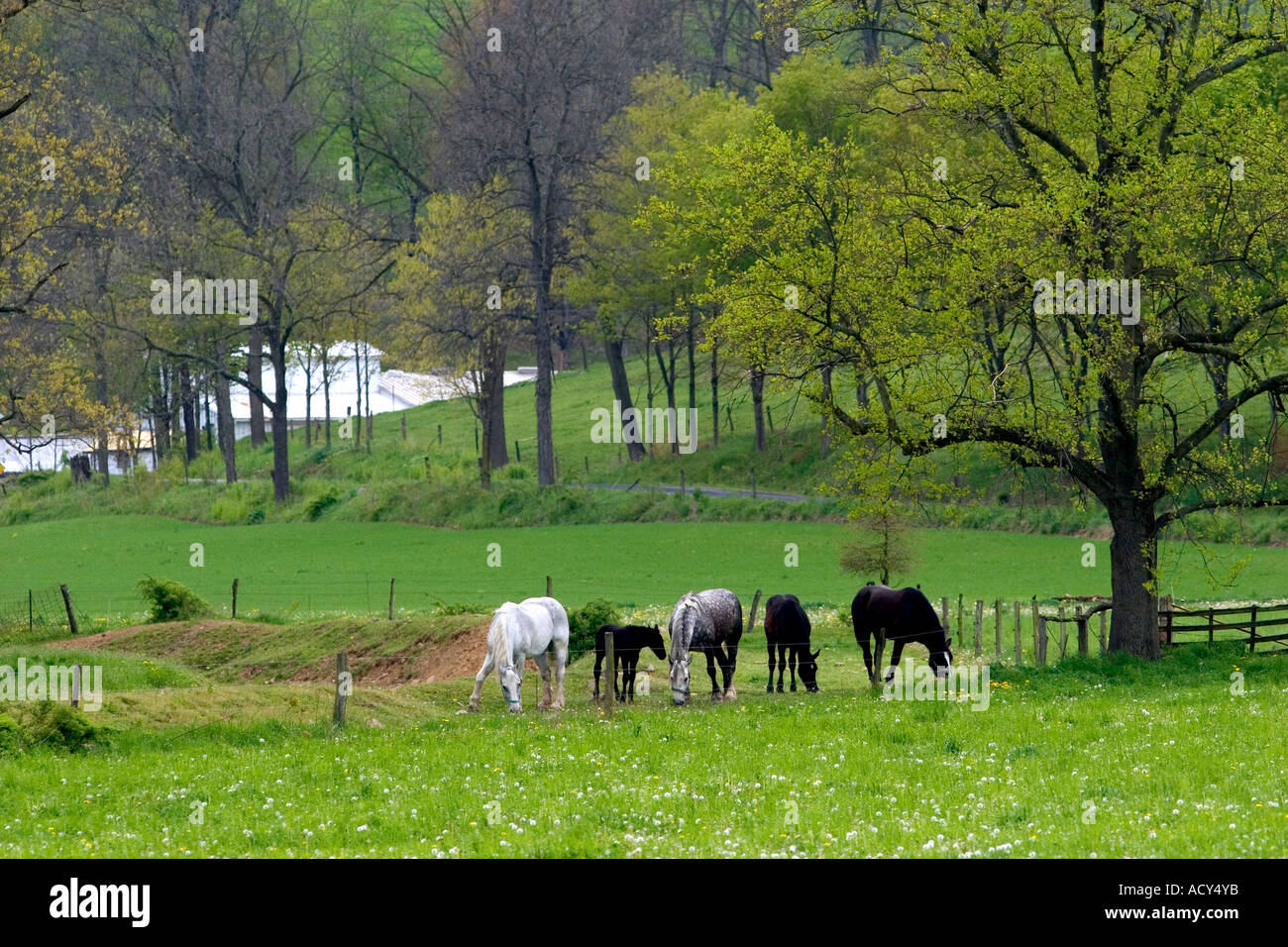 Horses graze on a farm near Berlin, Ohio. Stock Photo