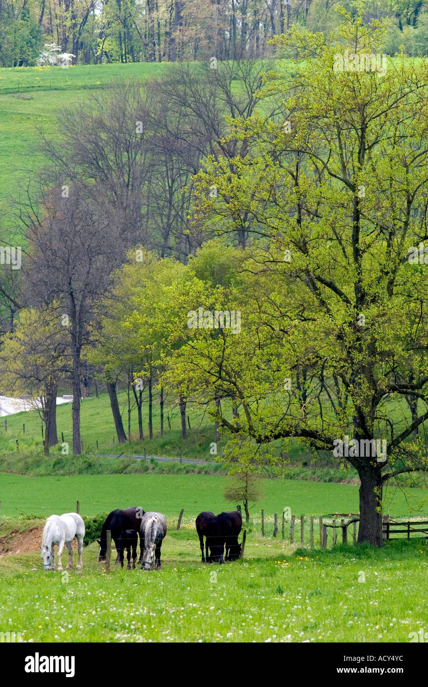 Horse graze on a farm near Berlin, Ohio. Stock Photo
