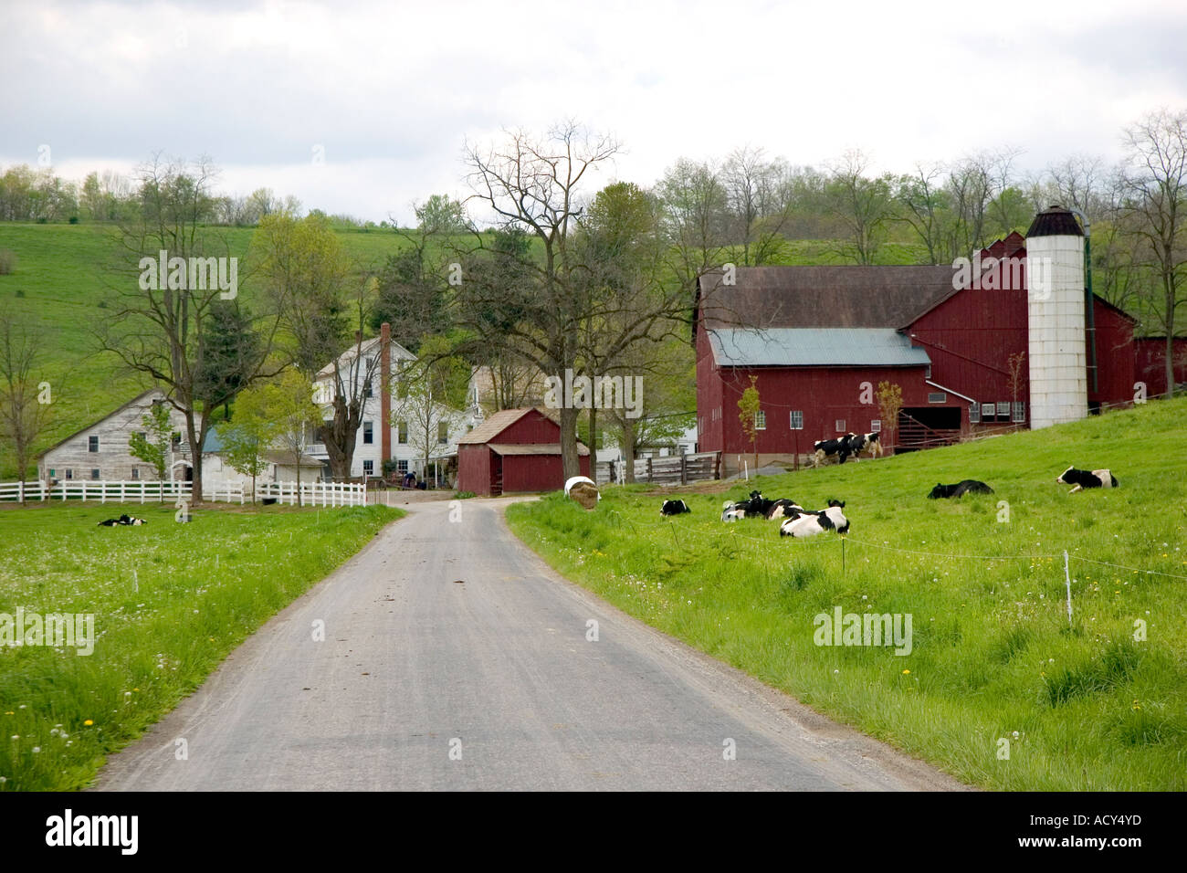 A dairy farm near Berlin, Ohio. Stock Photo