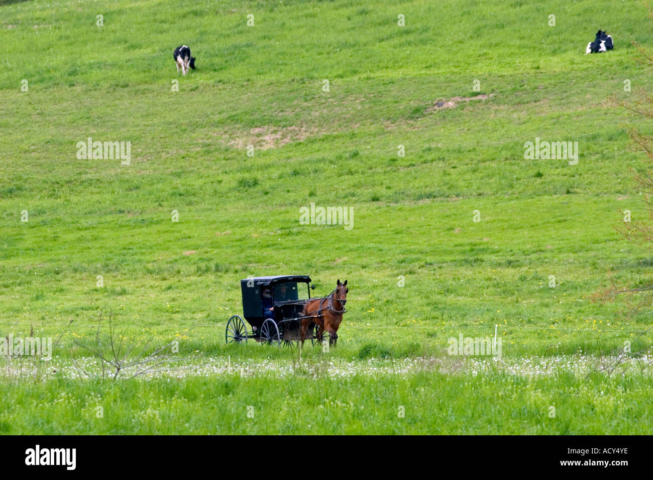 Amish horse and buggy near Berlin, Ohio. Stock Photo