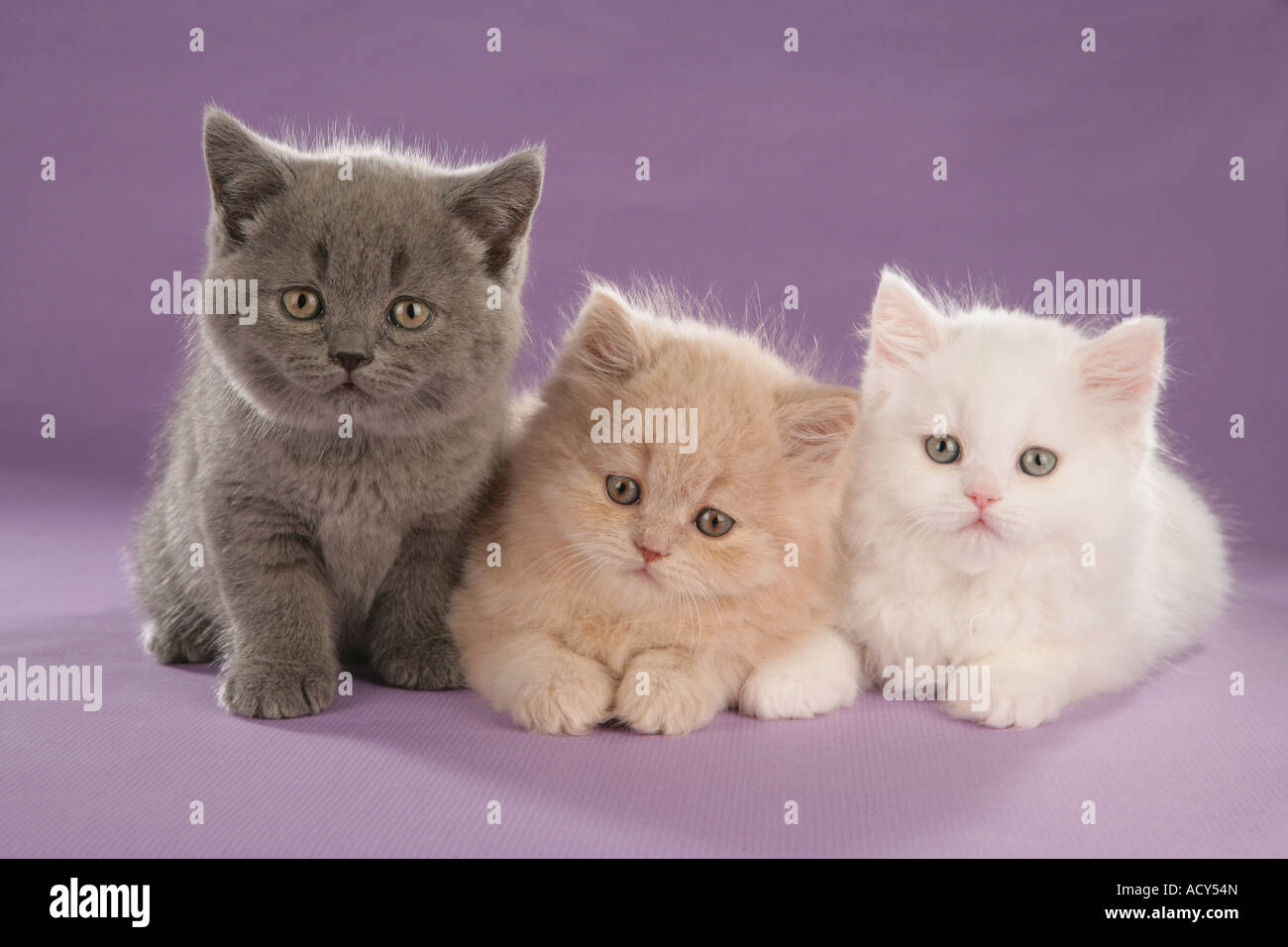 Carthusian Kitten And Two British Shorthair Kittens Next To Each