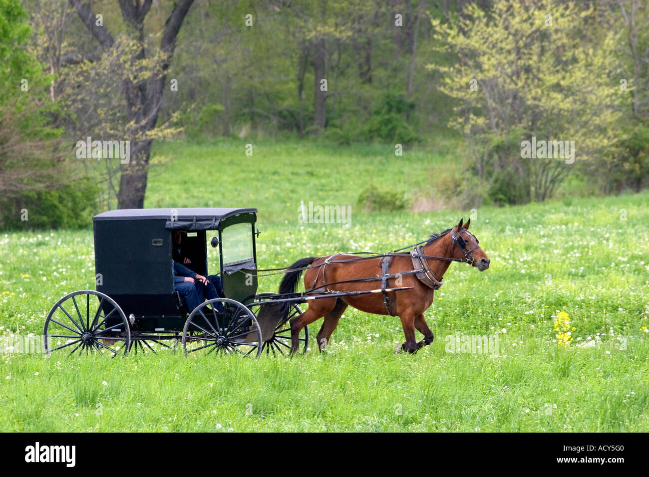 Amish horse and buggy near Berlin, Ohio. Stock Photo