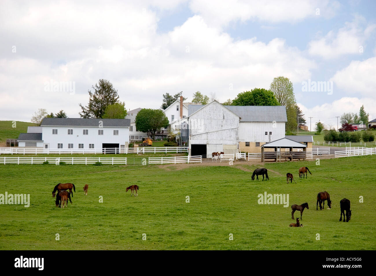 Farm scene with horse grazing near Berlin, Ohio. Stock Photo