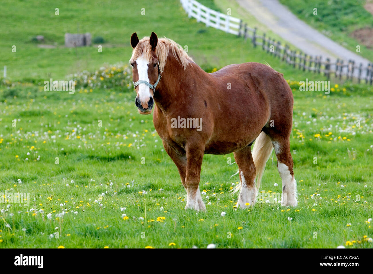 A farm scene with horses near Berlin, Ohio. Stock Photo