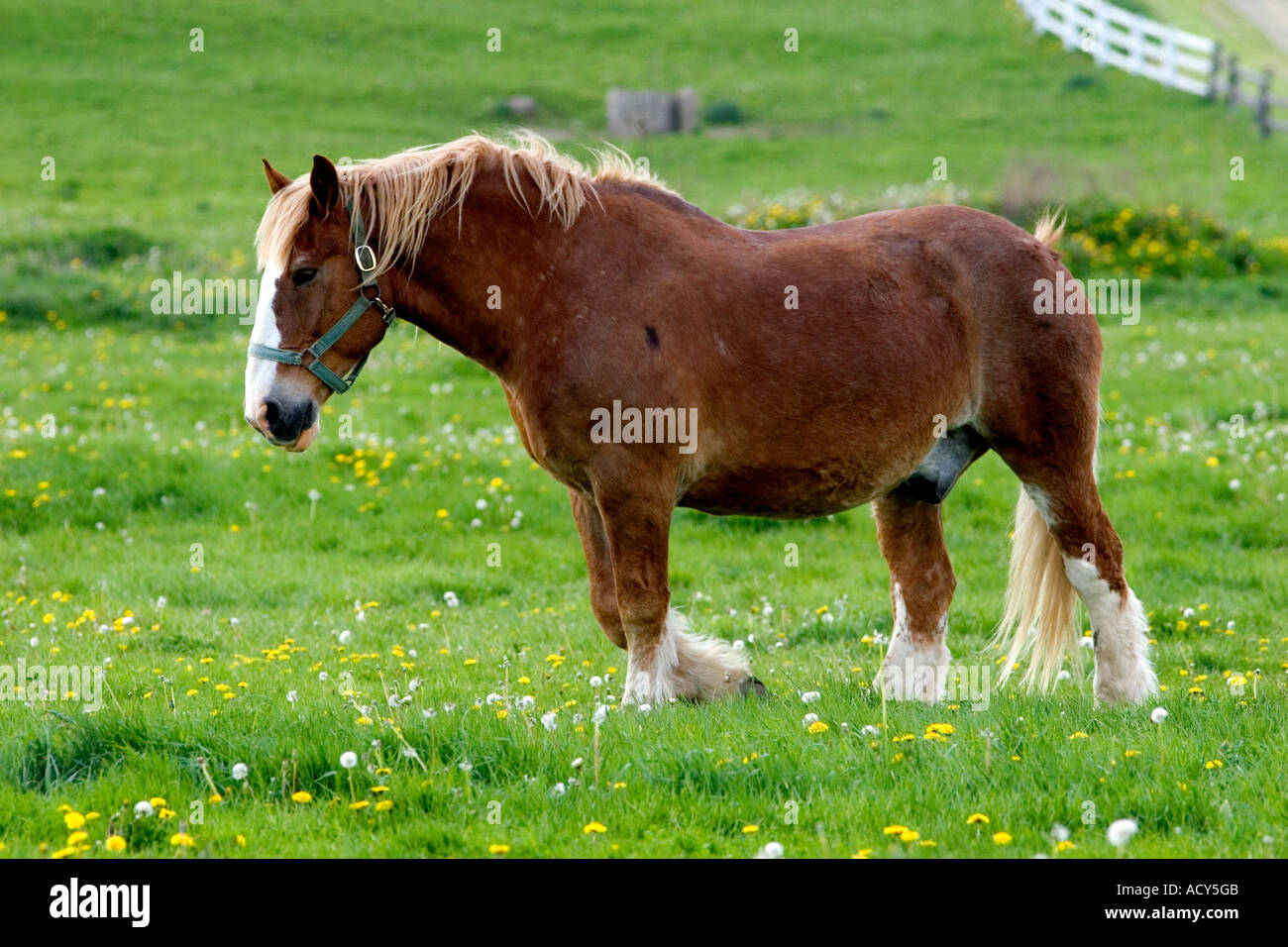 A farm scene with horses near Berlin, Ohio. Stock Photo