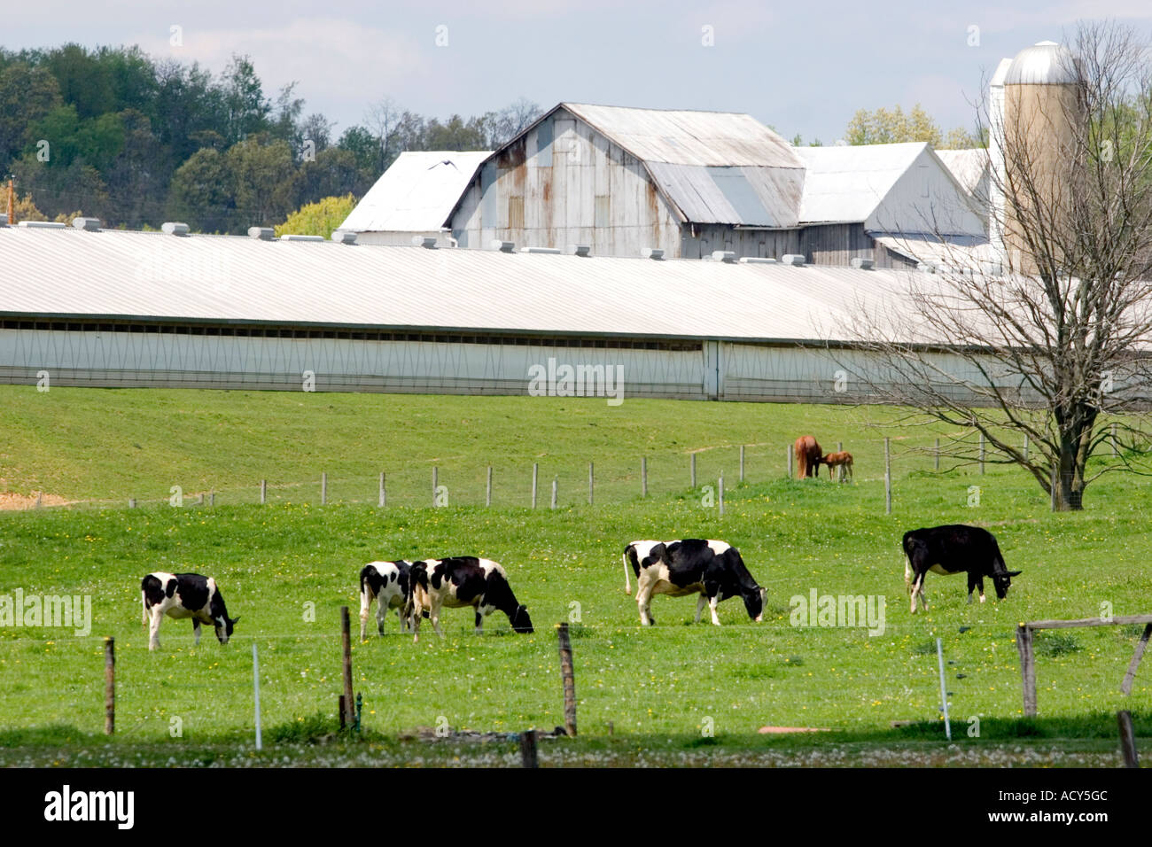 Dairy cows on a farm near Berlin, Ohio. Stock Photo