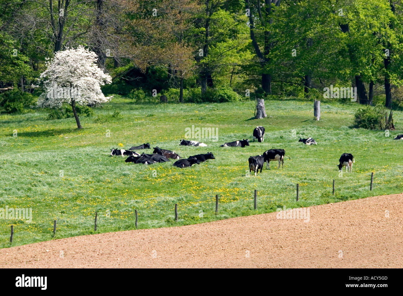 Dairy cows on a farm near Berlin, Ohio. Stock Photo