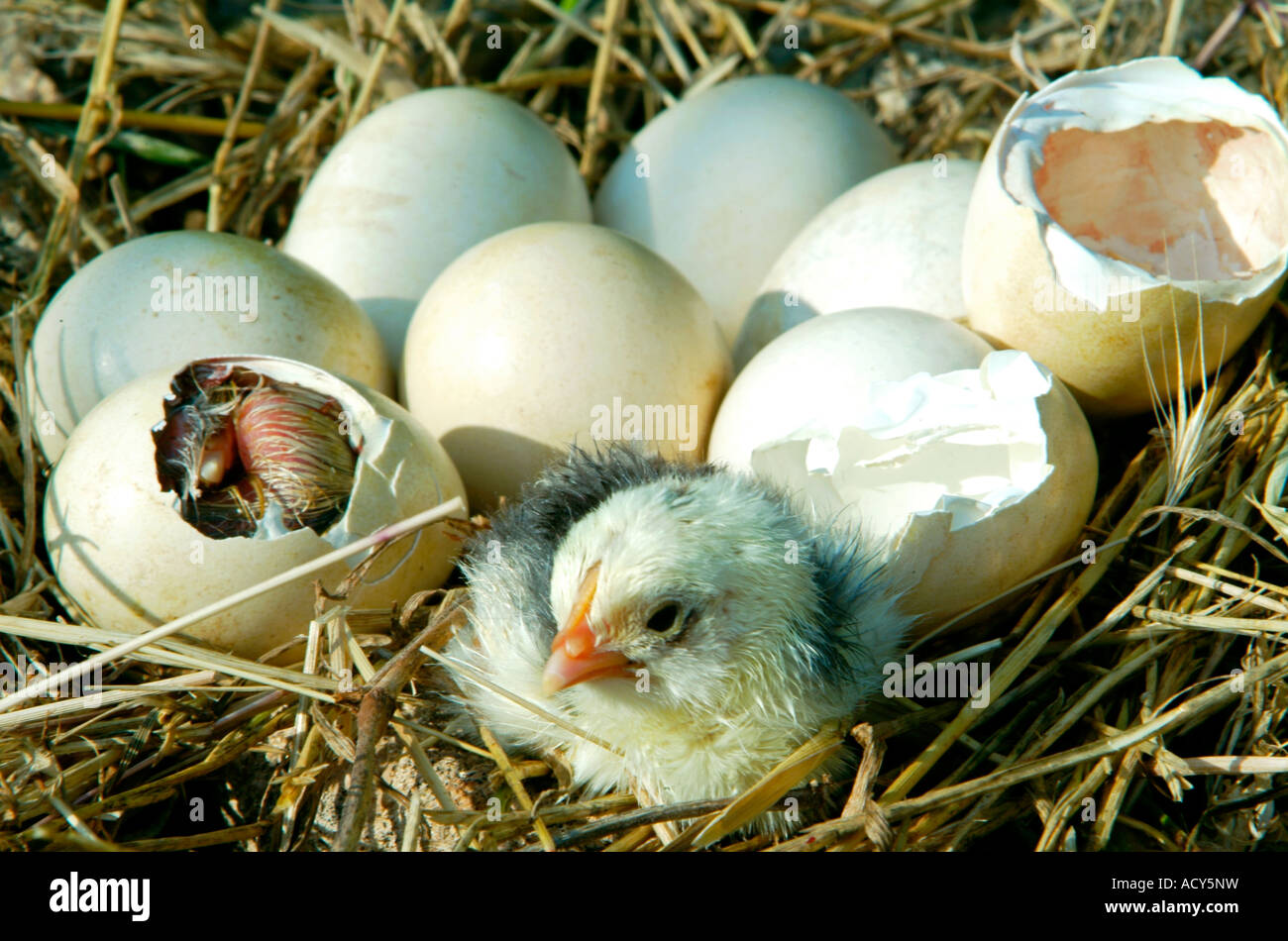 Breaking the egg. Newborn chicken Stock Photo Alamy