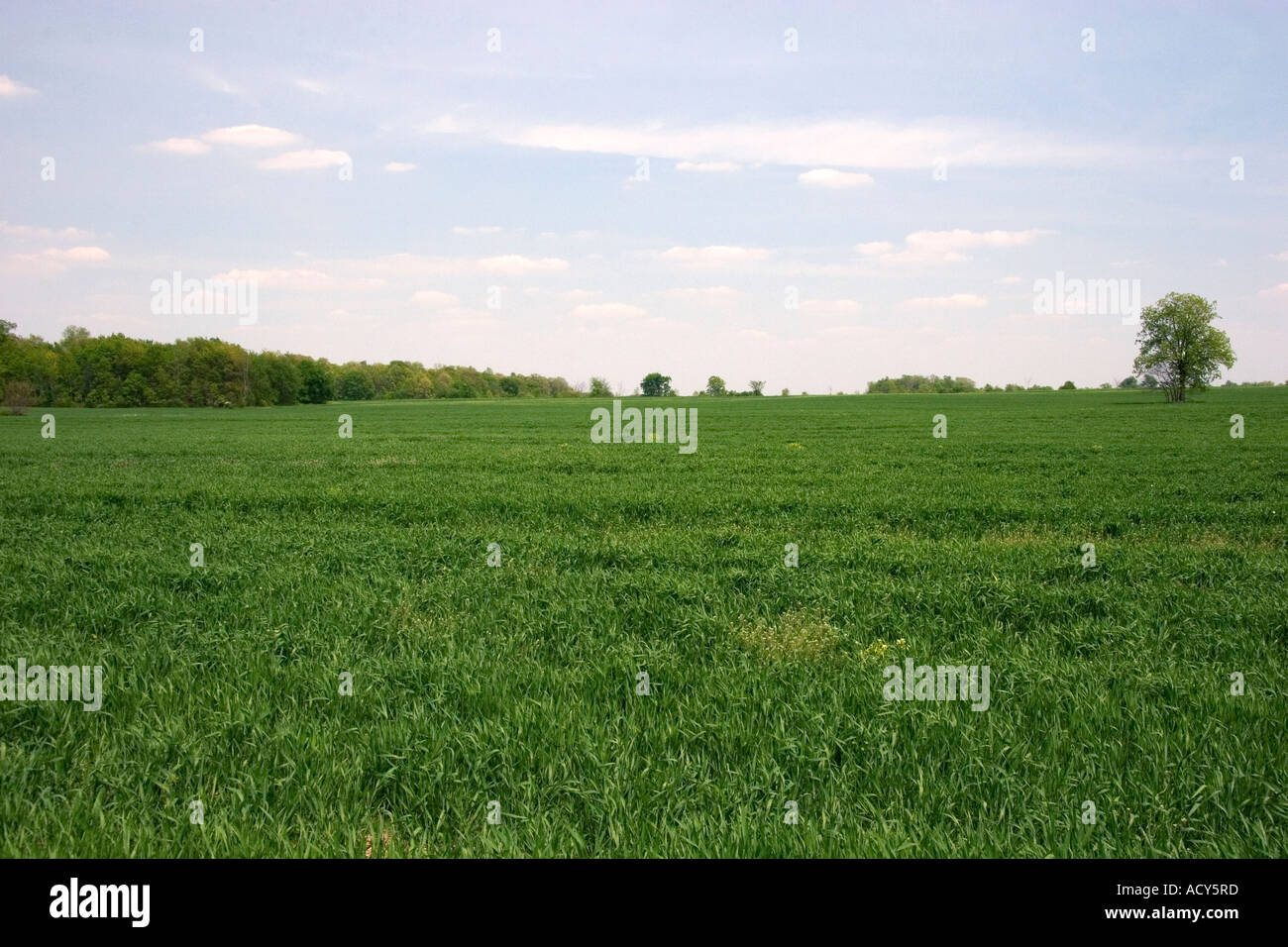 Green unripe wheat field in northwestern Ohio. Stock Photo