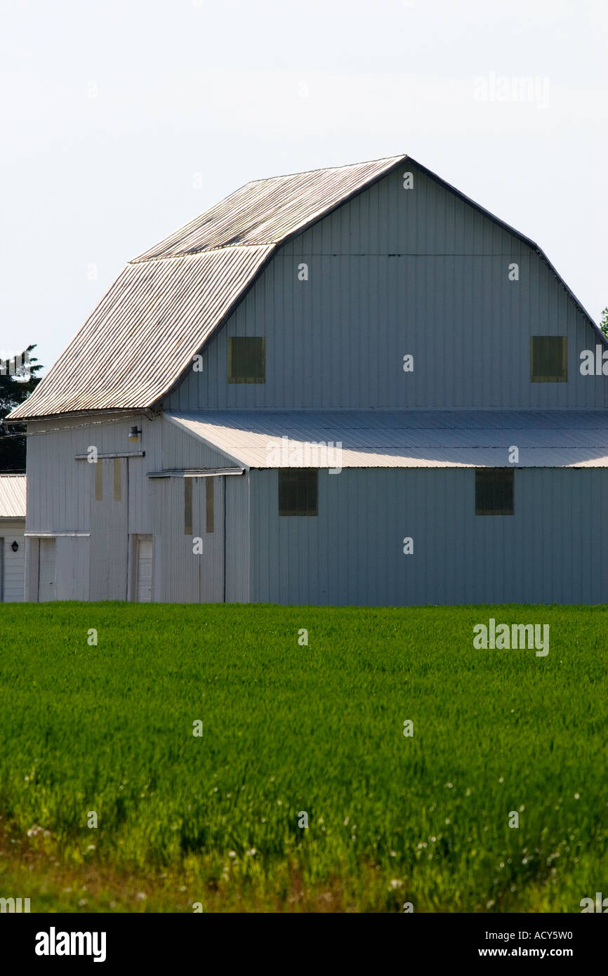 White barn and green wheat field southeast of Defiance, Ohio. Stock Photo