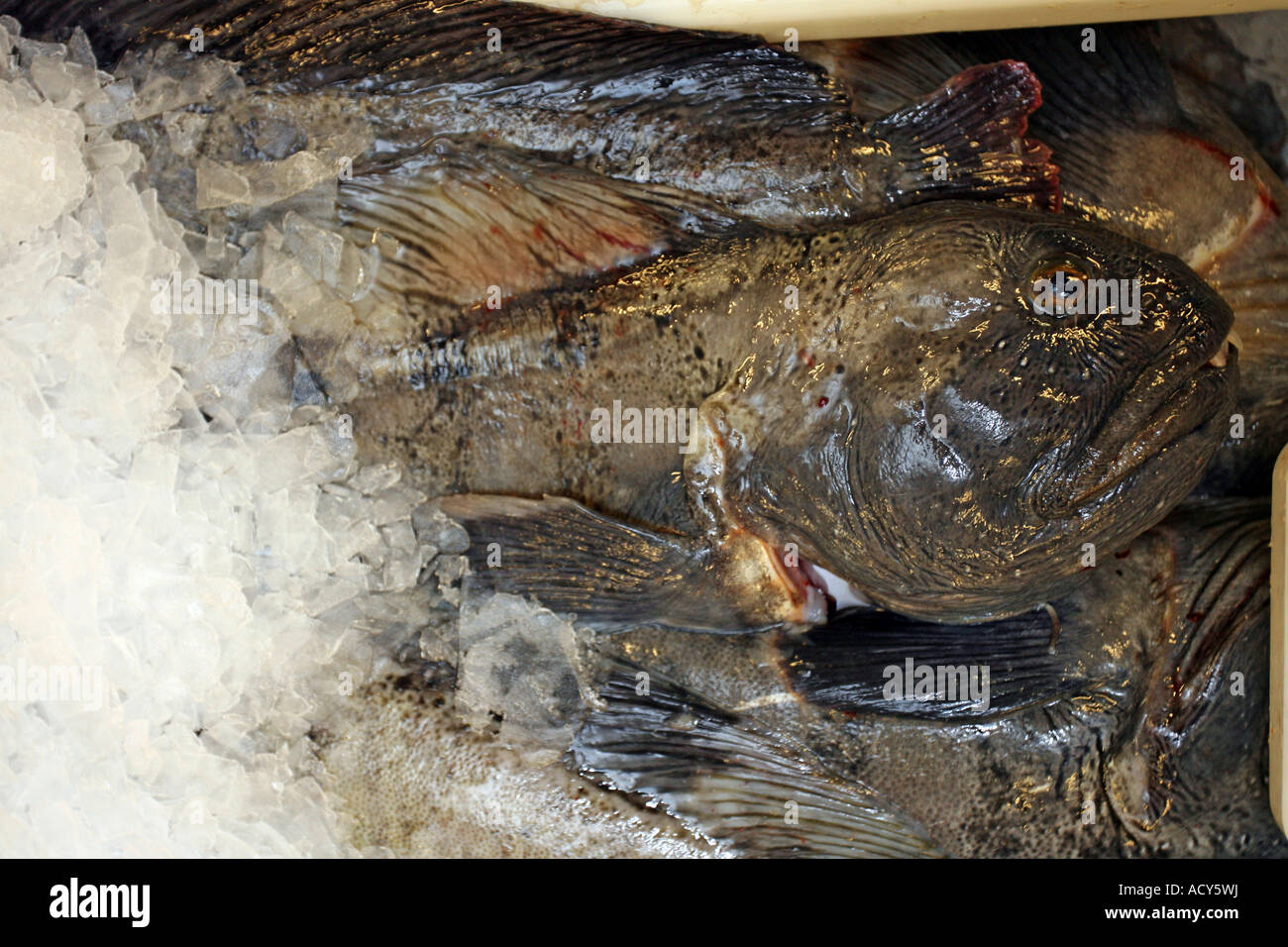 Box of freshly landed Catfish at the port of Peterhead Fish Market, Aberdeenshire, Scotland, UK Stock Photo