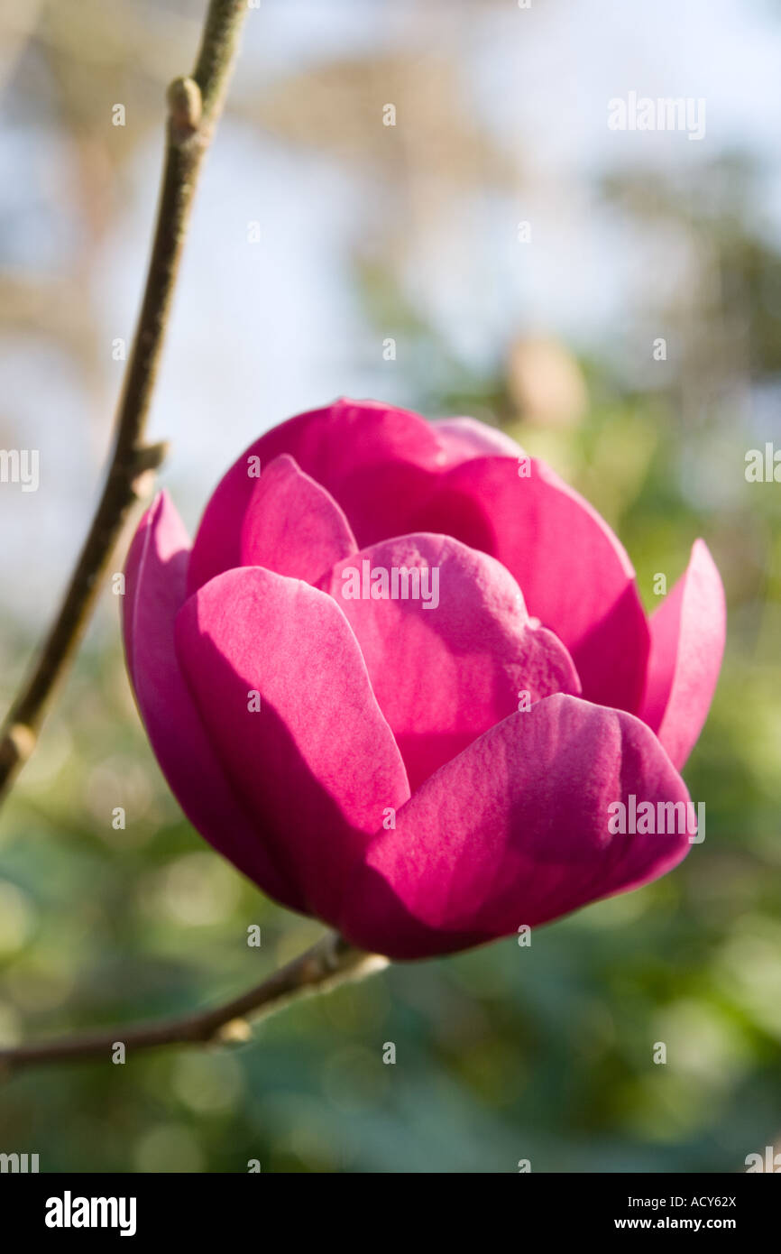 Black tulip magnolia hires stock photography and images Alamy