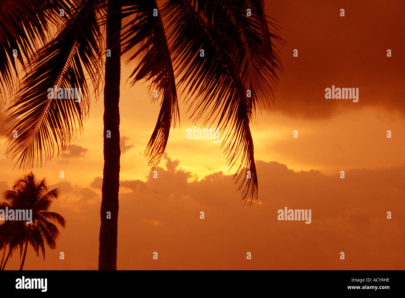 Coconut palms silhouette at sunset Stock Photo