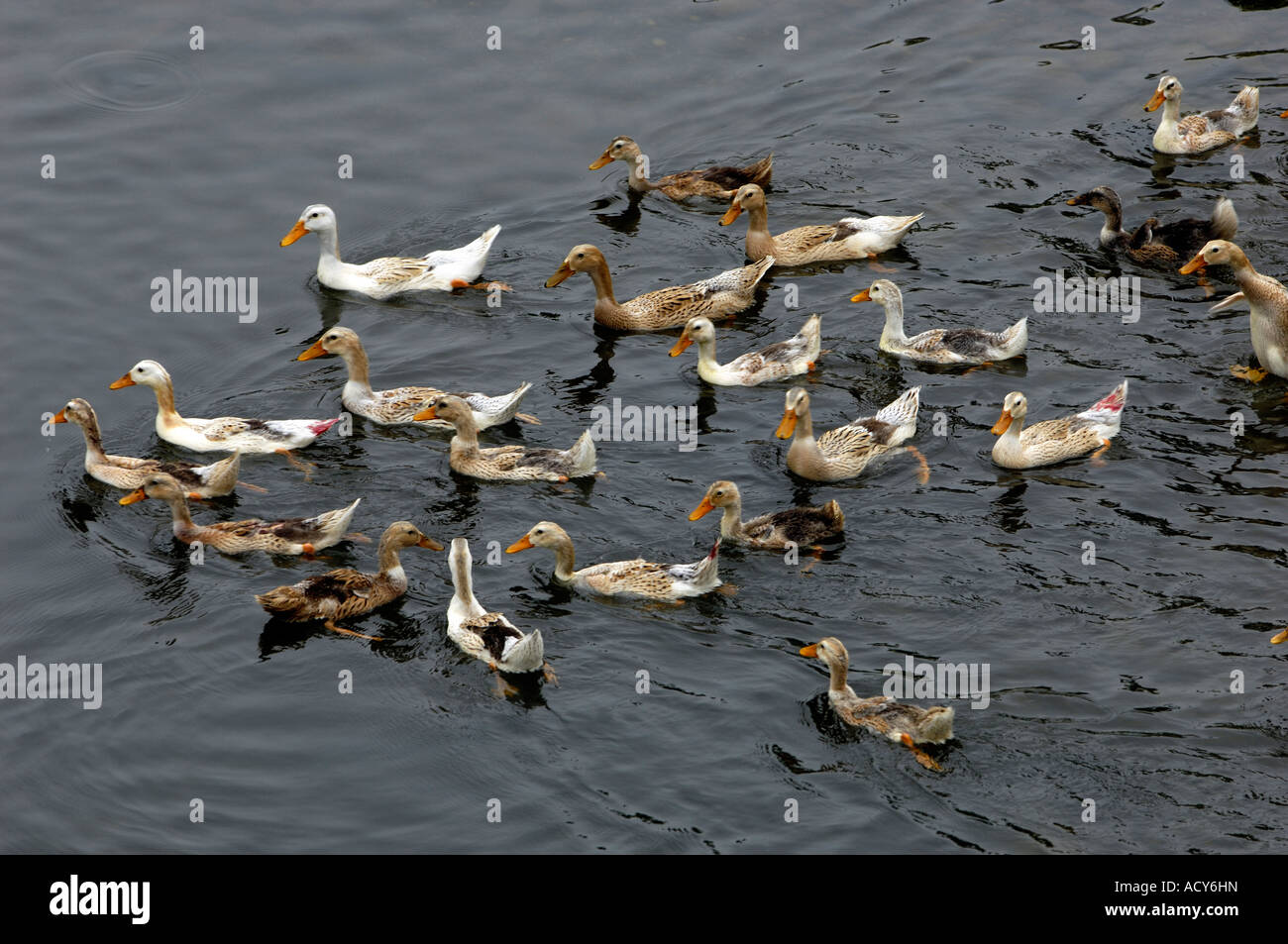 swiiming ducks in Wuyuan Jiangxi China  2007 Stock Photo