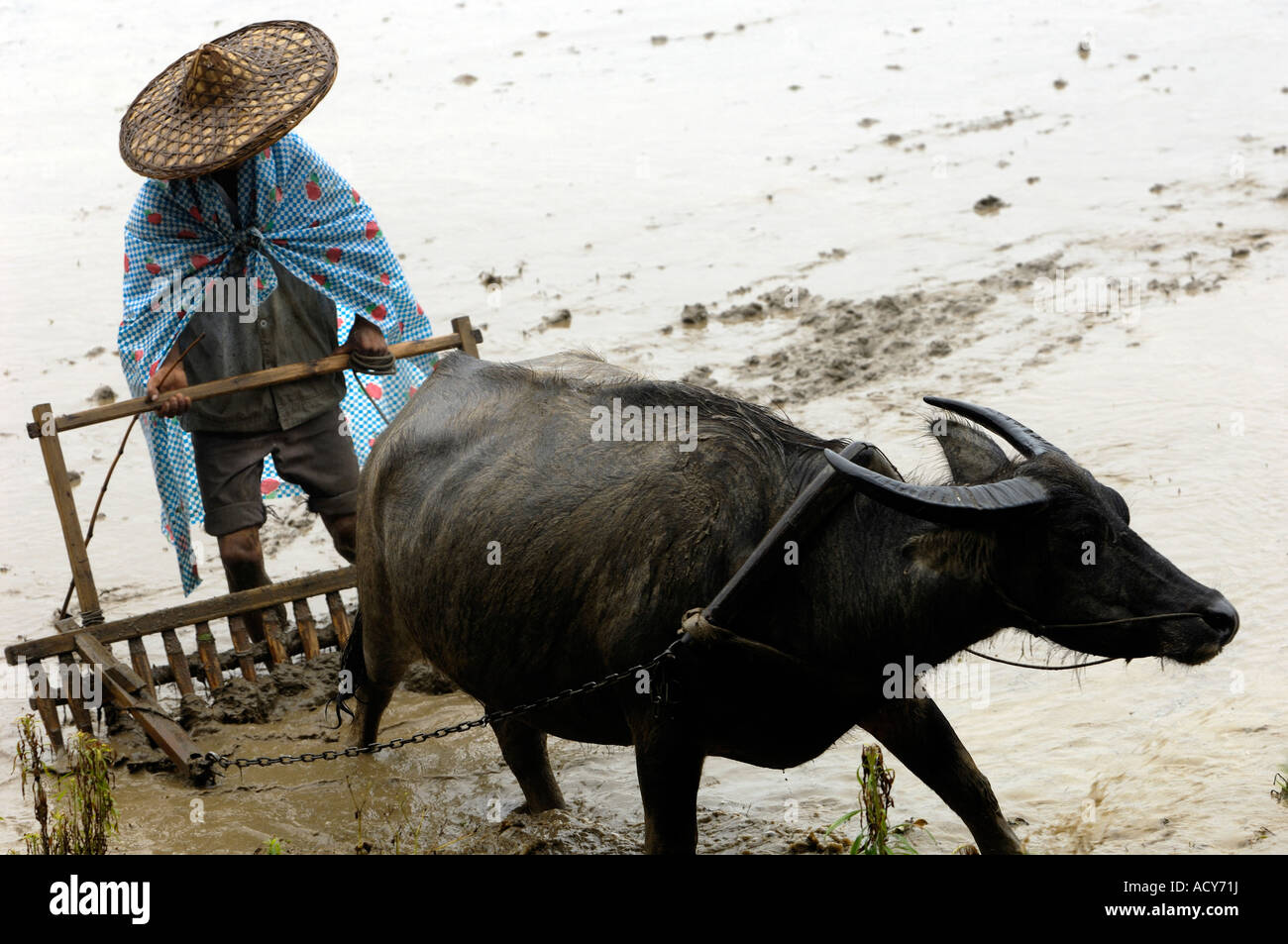 A farmer ploughs on a paddy field in a traditional way with help of a buffalo in Likeng village Wuyuan Jiangxi China 13-Jun-2007 Stock Photo