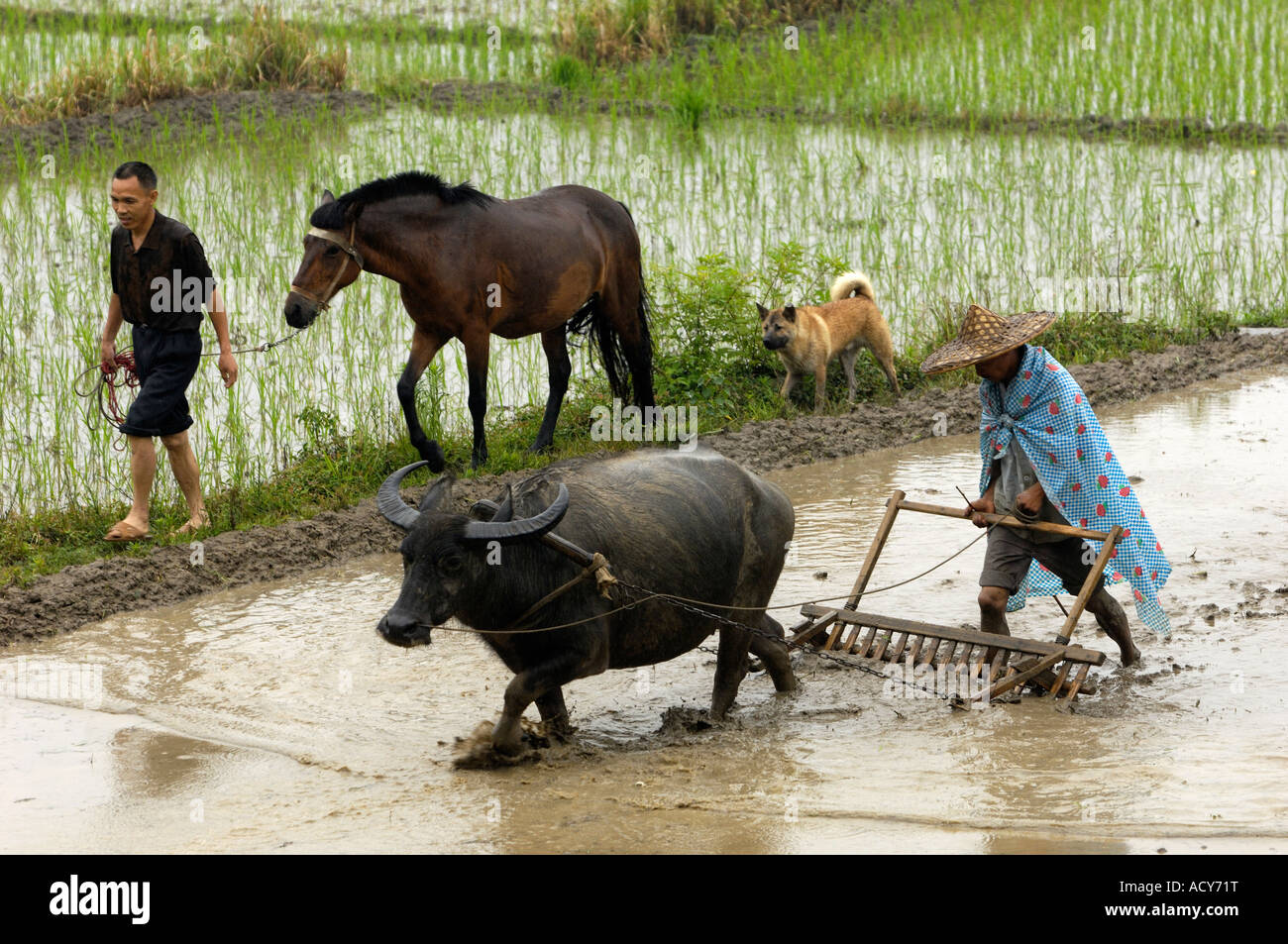 A farmer ploughs on a paddy field in a traditional way with help of a buffalo in Likeng village Wuyuan Jiangxi China 13-Jun-2007 Stock Photo
