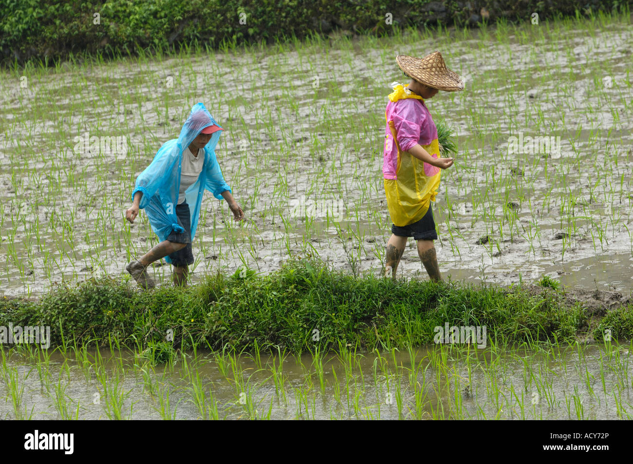 Chinese women transplant rice seedlings on a paddy field in Likeng village Wuyuan Jiangxi China 13-Jun-2007 Stock Photo