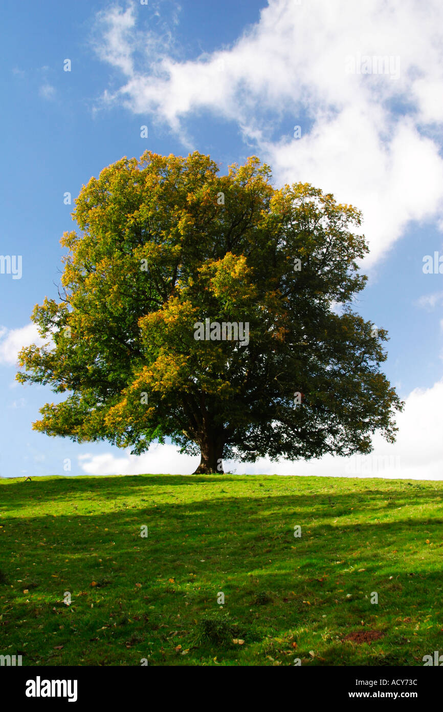 Tree on hillside with blue sky and clouds early autumn fall Shropshire England UK GB EU Stock Photo