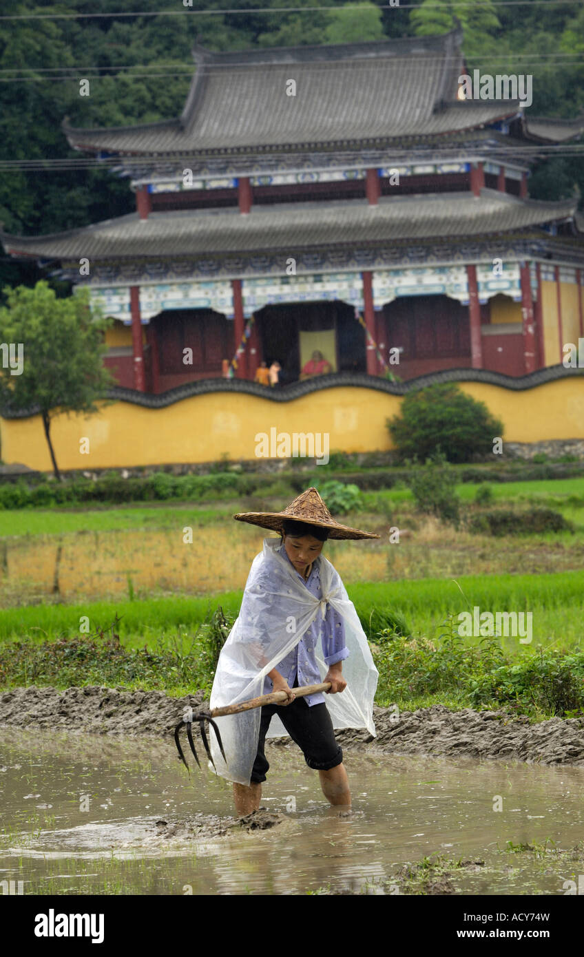Chinese farmer works on a paddy field in Likeng village Wuyuan Jiangxi China. 14-Jun-2007 Stock Photo