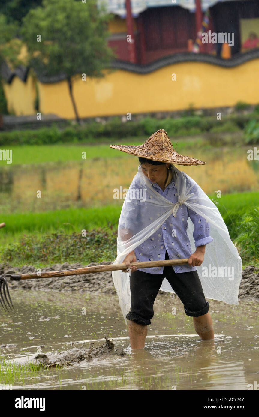 Chinese farmer works on a paddy field in Likeng village Wuyuan Jiangxi China. 14-Jun-2007 Stock Photo