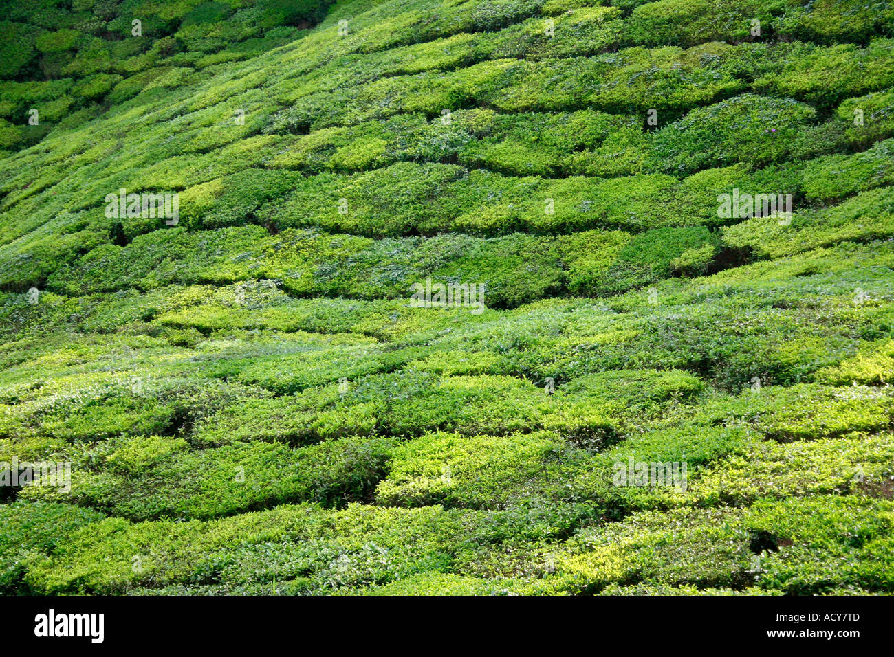 Tea Garden, Munnar India Stock Photo