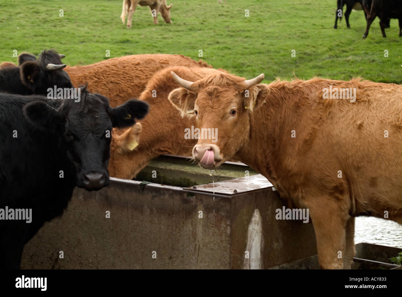 cows drinking water Stock Photo Alamy