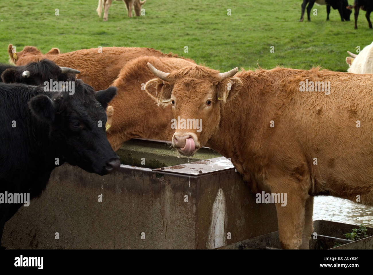 cows drinking water Stock Photo Alamy
