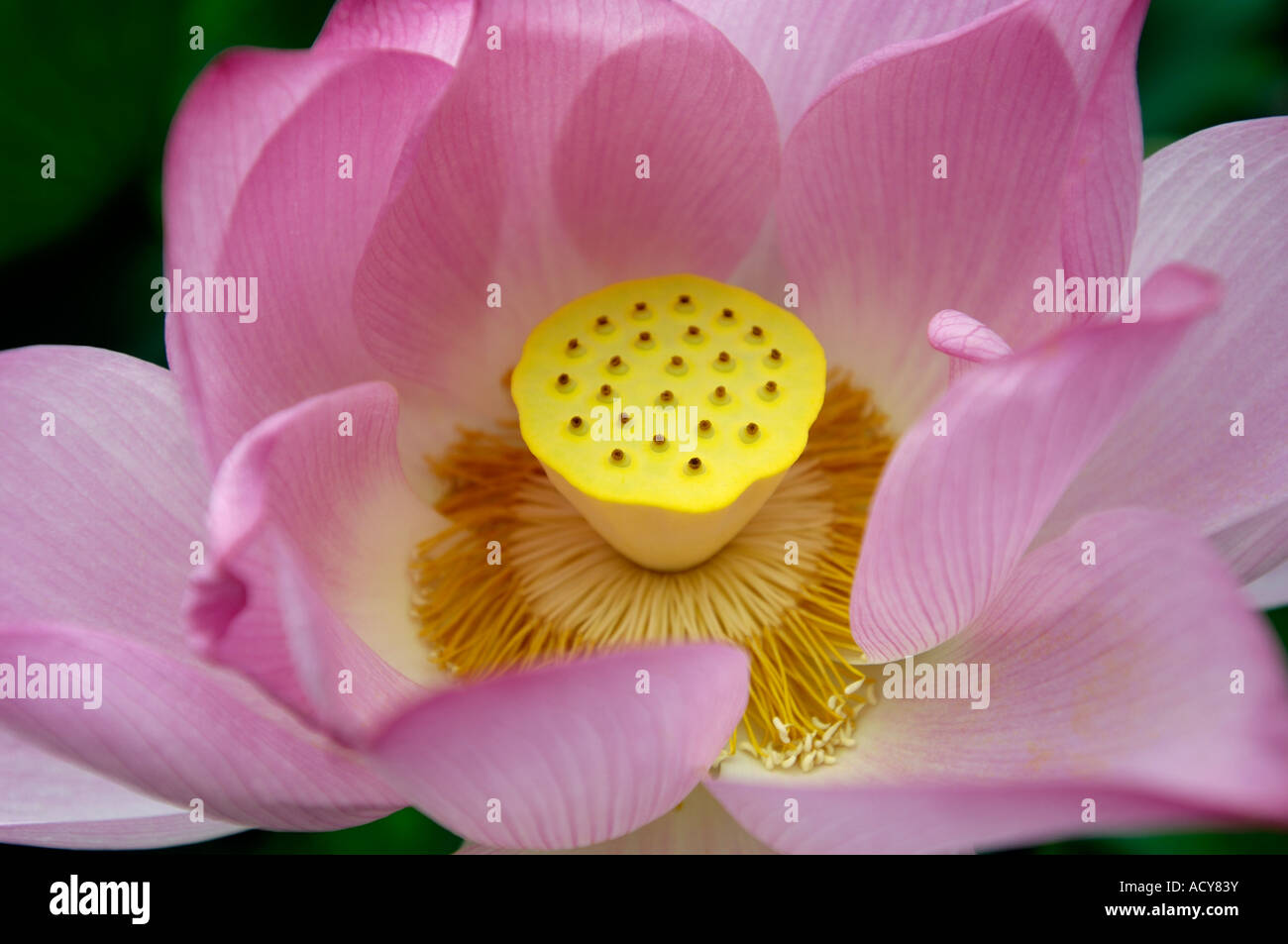 Lotus flower China pistil stamen Stock Photo