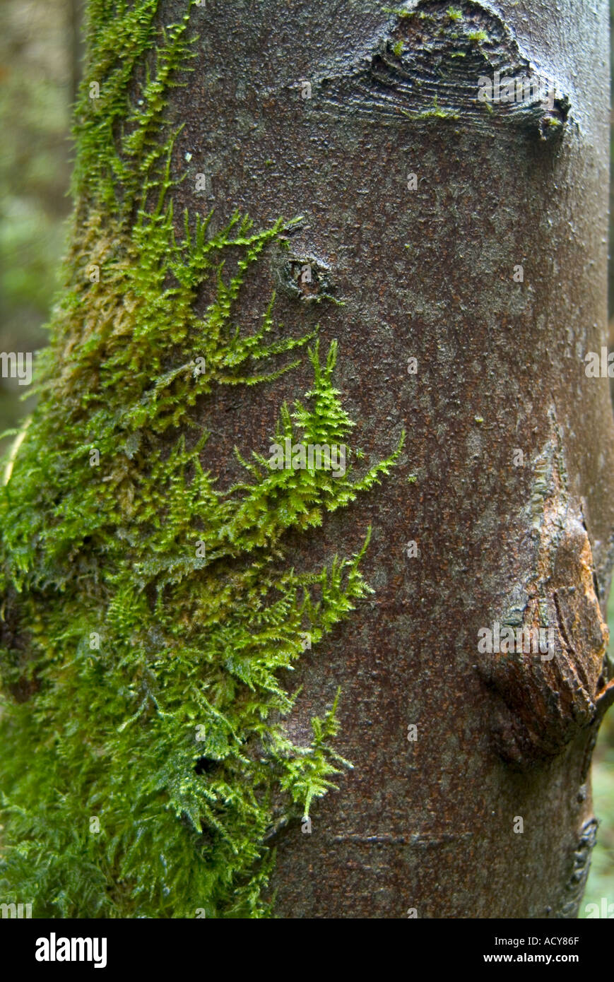 tree bark of tree with moss green growing on it Stock Photo - Alamy