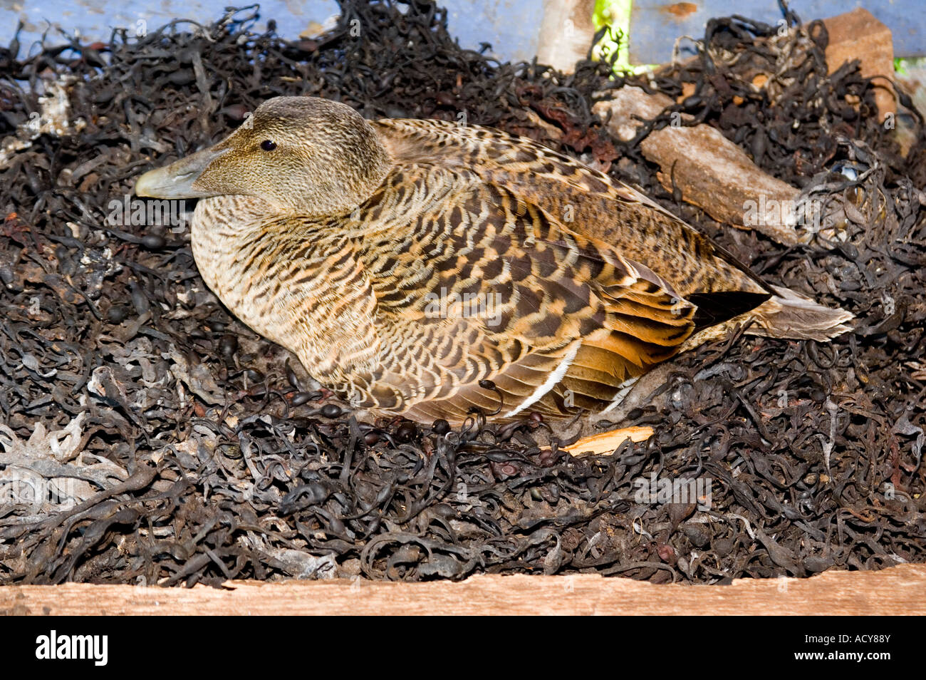 female eider duck in the nest Stock Photo