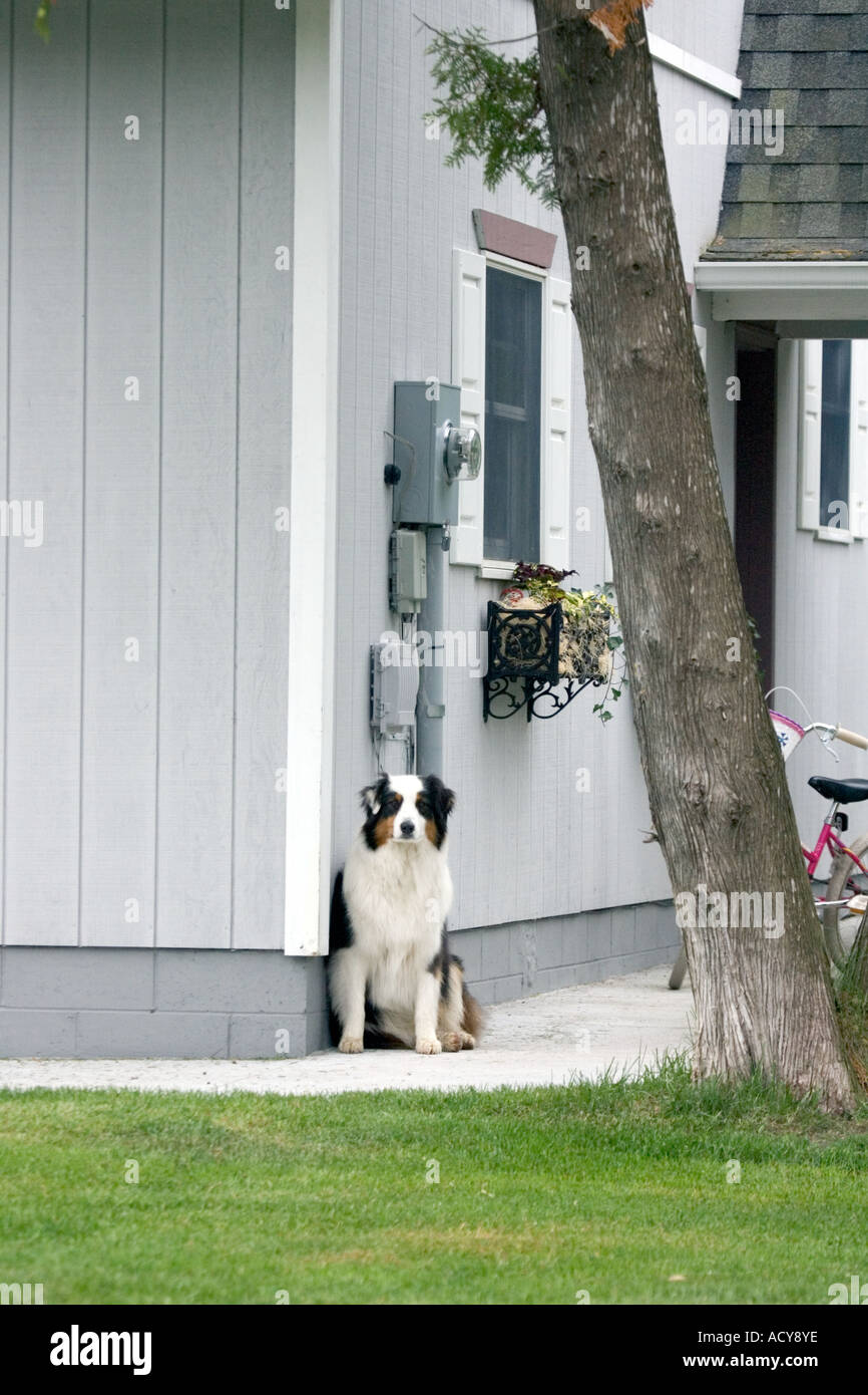Dog Guarding House Stock Photo Alamy dog-guarding-house-stock-photo-alamy