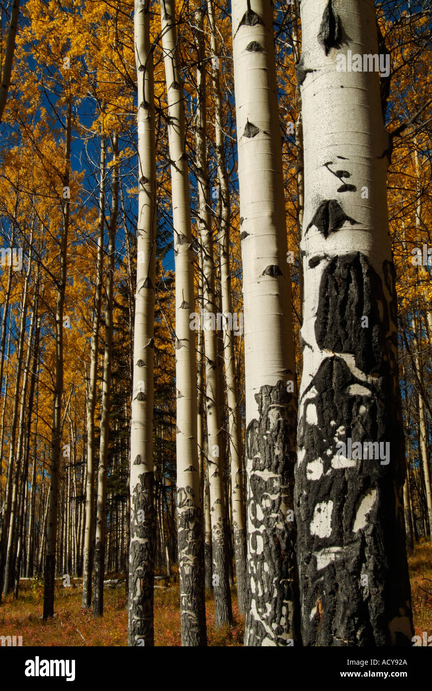 Forest fire burned aspen trees at Muleshoe trail Bow Valley Parkway