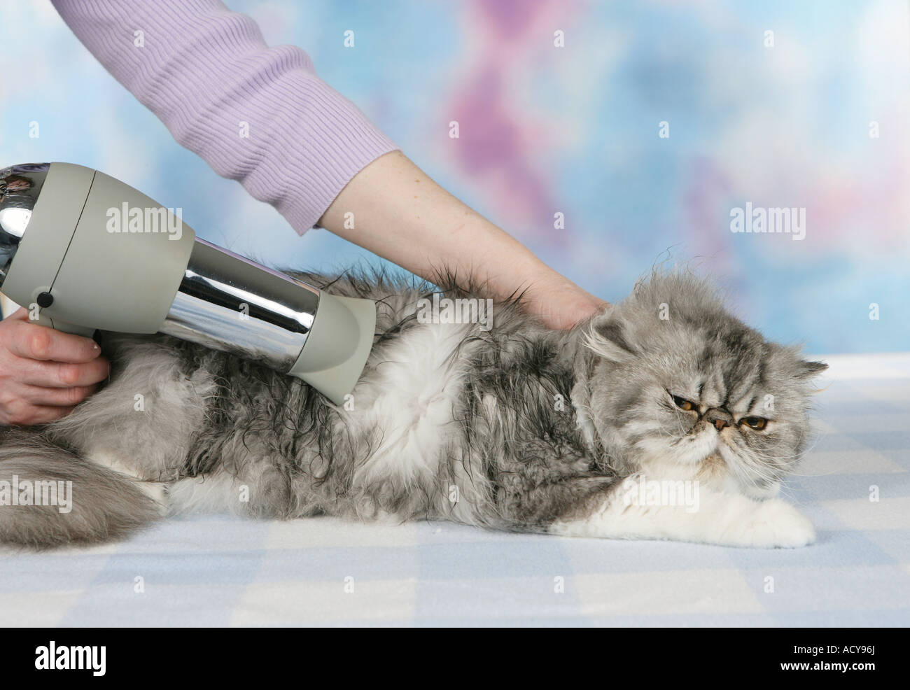 Blow cat